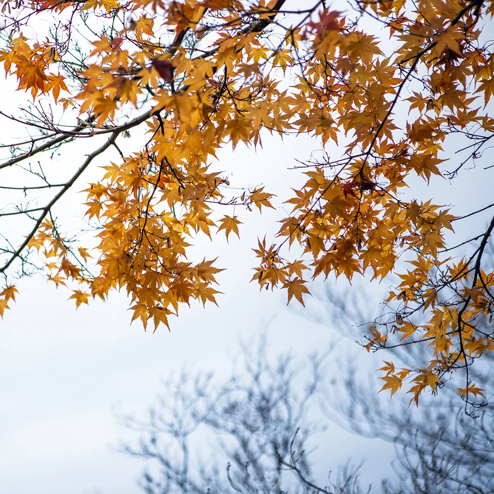 Fall 01.jpg
