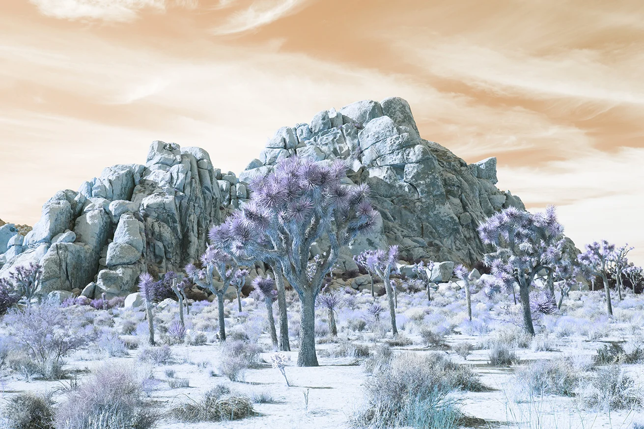 Joshua Tree 02 Infrared.jpg
