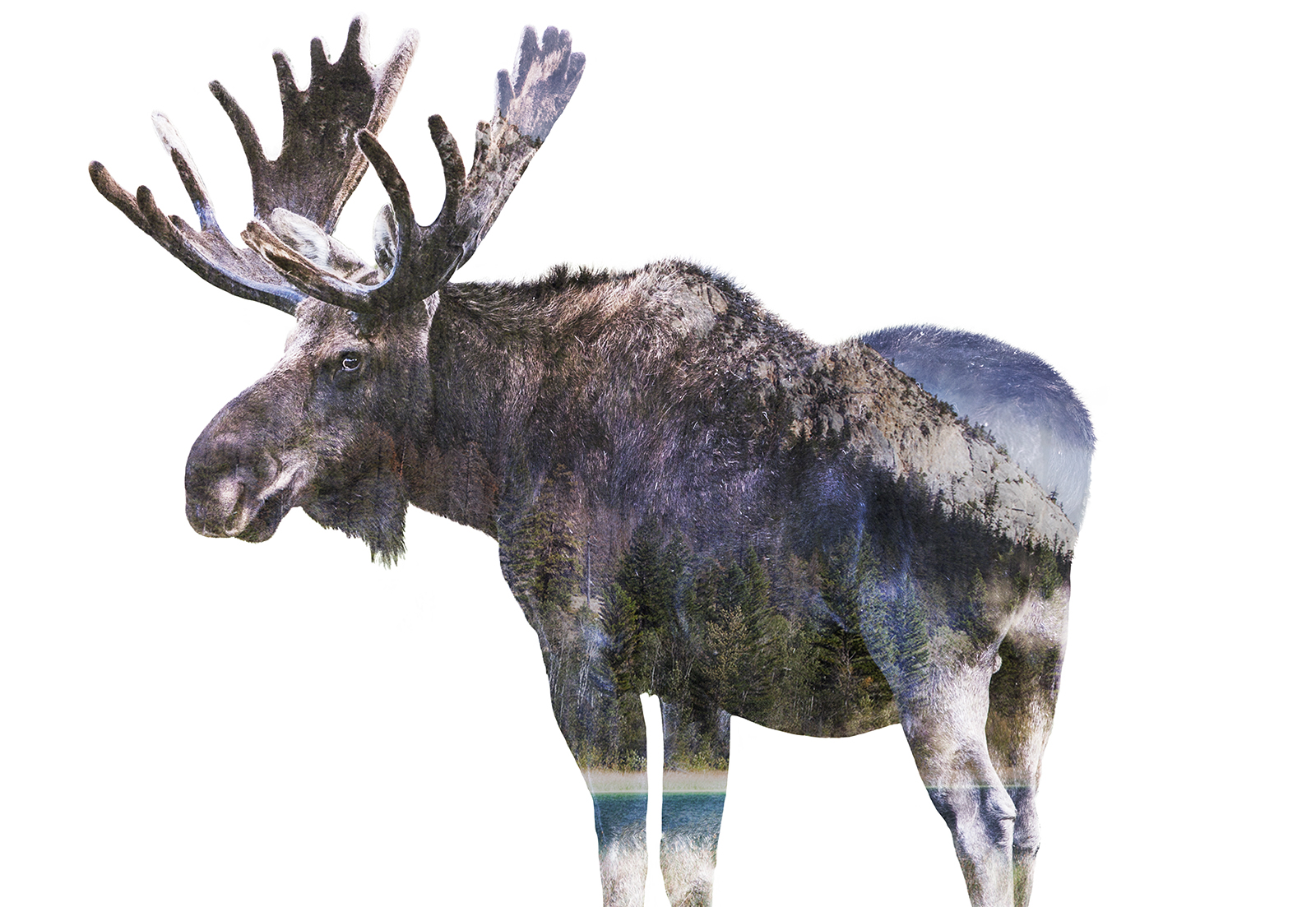 fauna moose.jpg