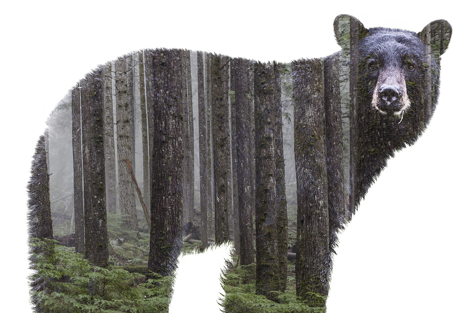 fauna bear.jpg