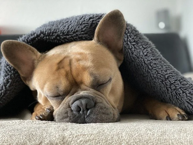 sleep sparc south dublin.jpg