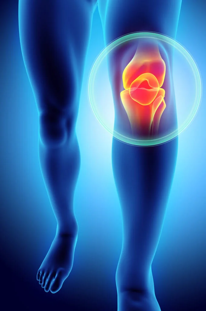 Anatomical illustration of the knee joint.
