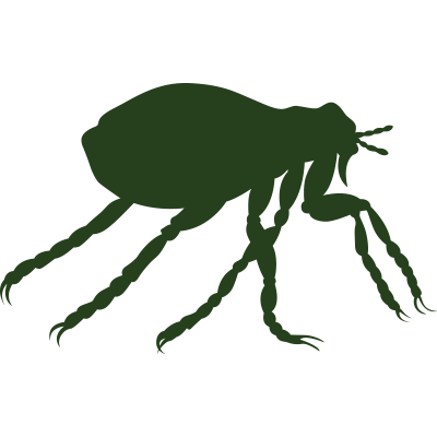 Flea Control Queen Creek San Tan Valley Mesa Chandler Gilbert Apache Junction Best Pest Control In San Tan Valley Peep S Pest Control