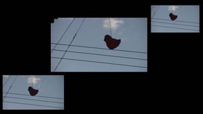 Projecting Berd Installation Excerpts