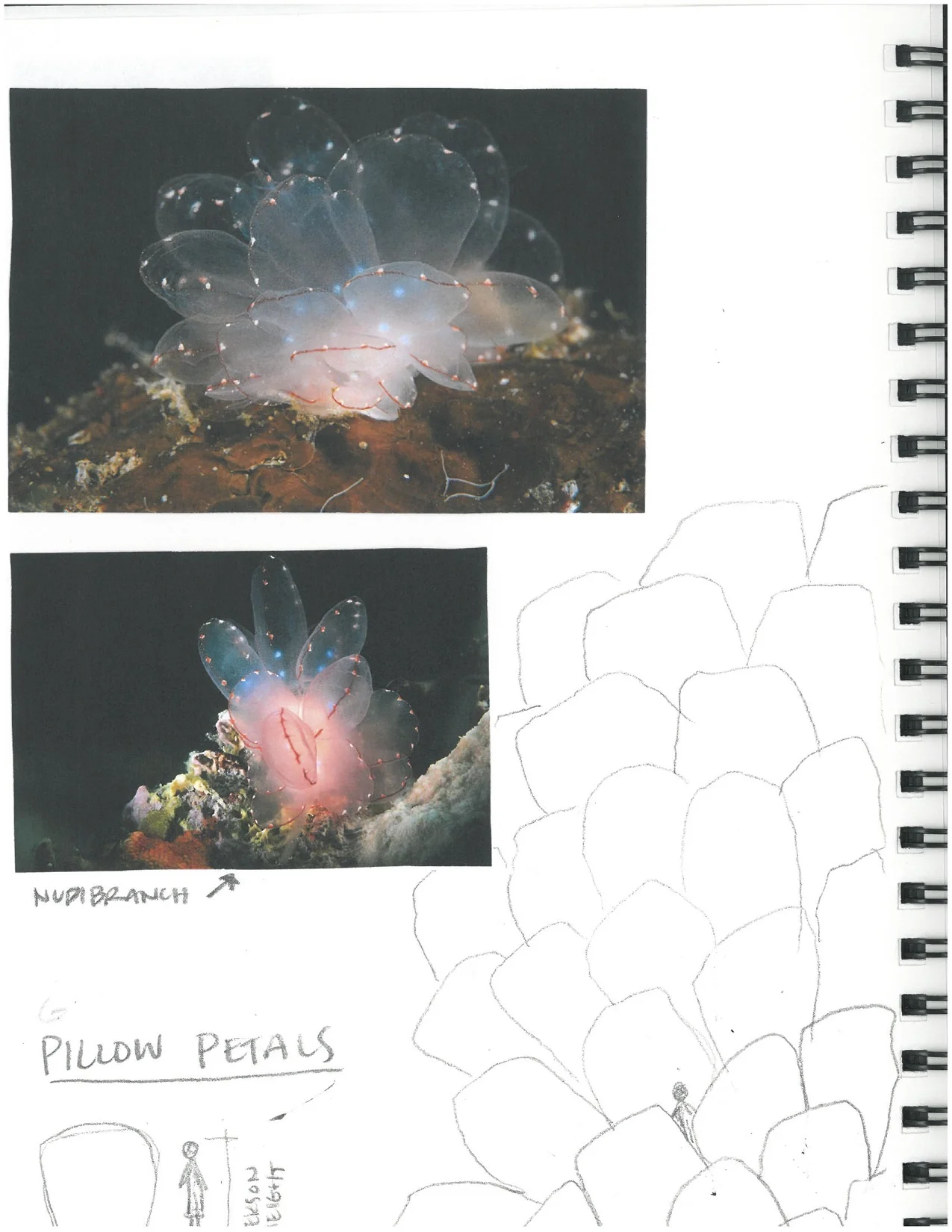 pillow petals