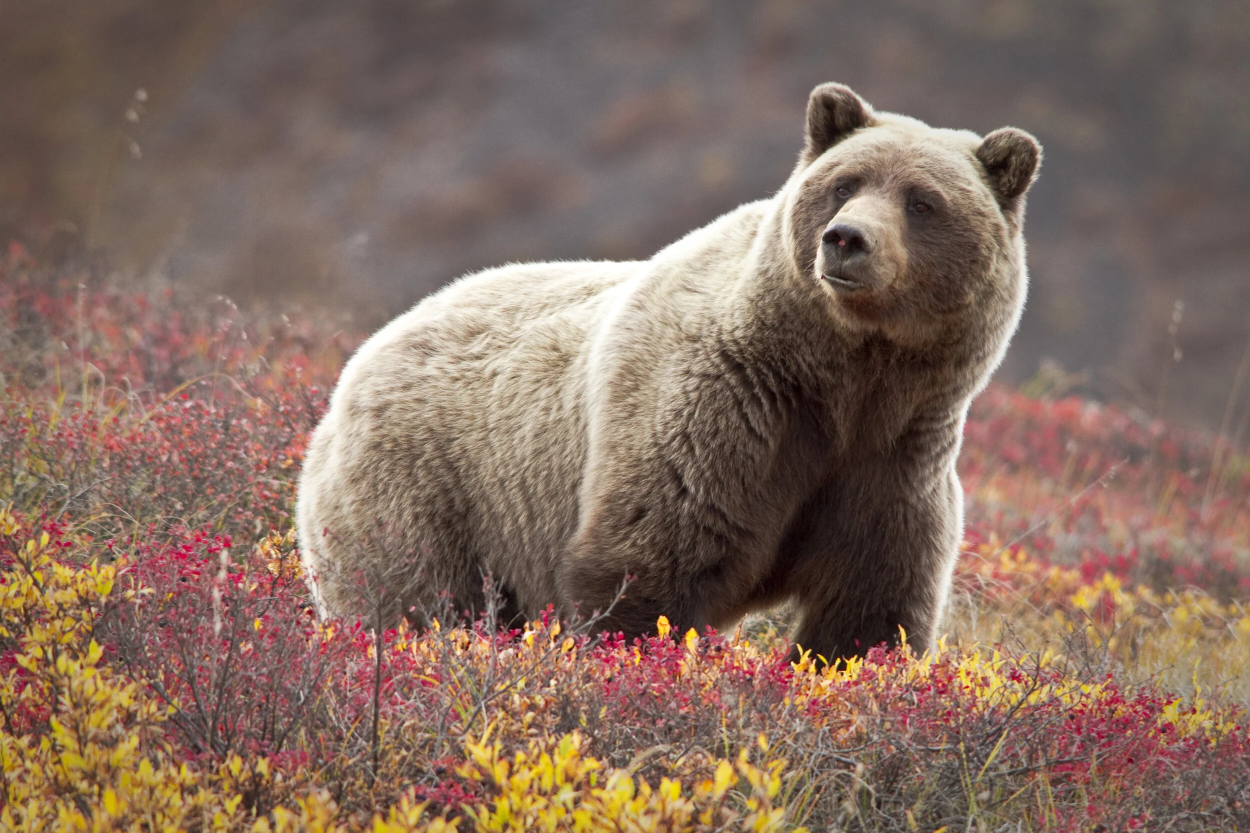 bear.jpg