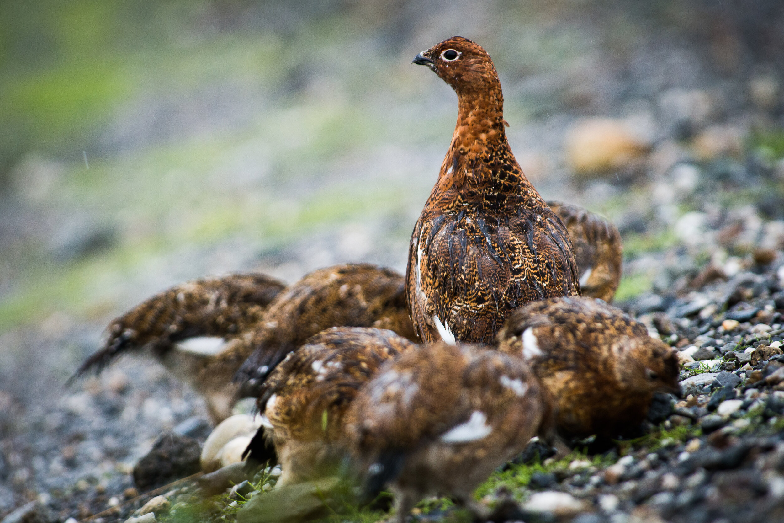 ptarmigan.jpg