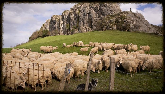 Sheepherding.jpg