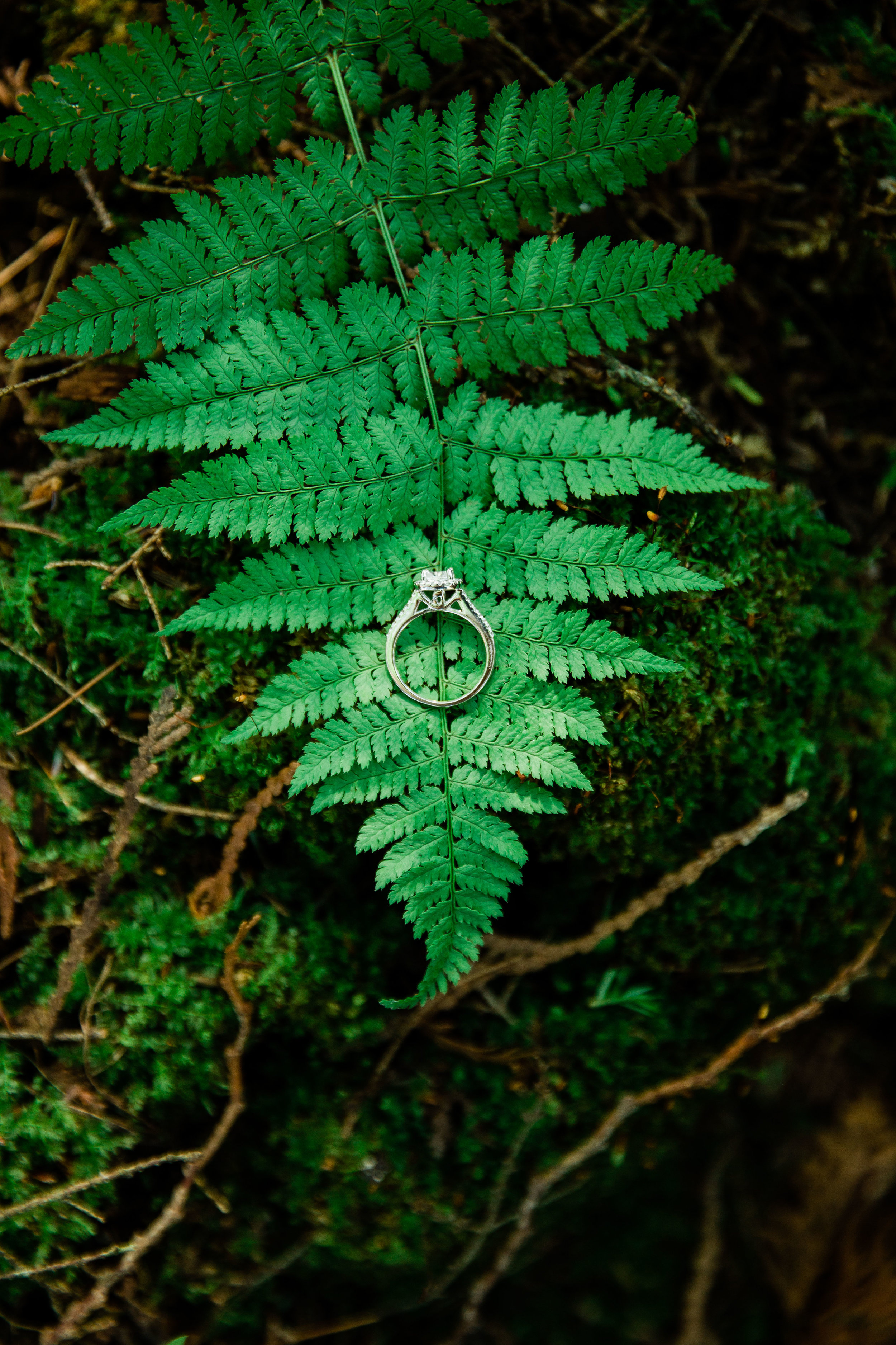 Engagement ring on an fern leaf.