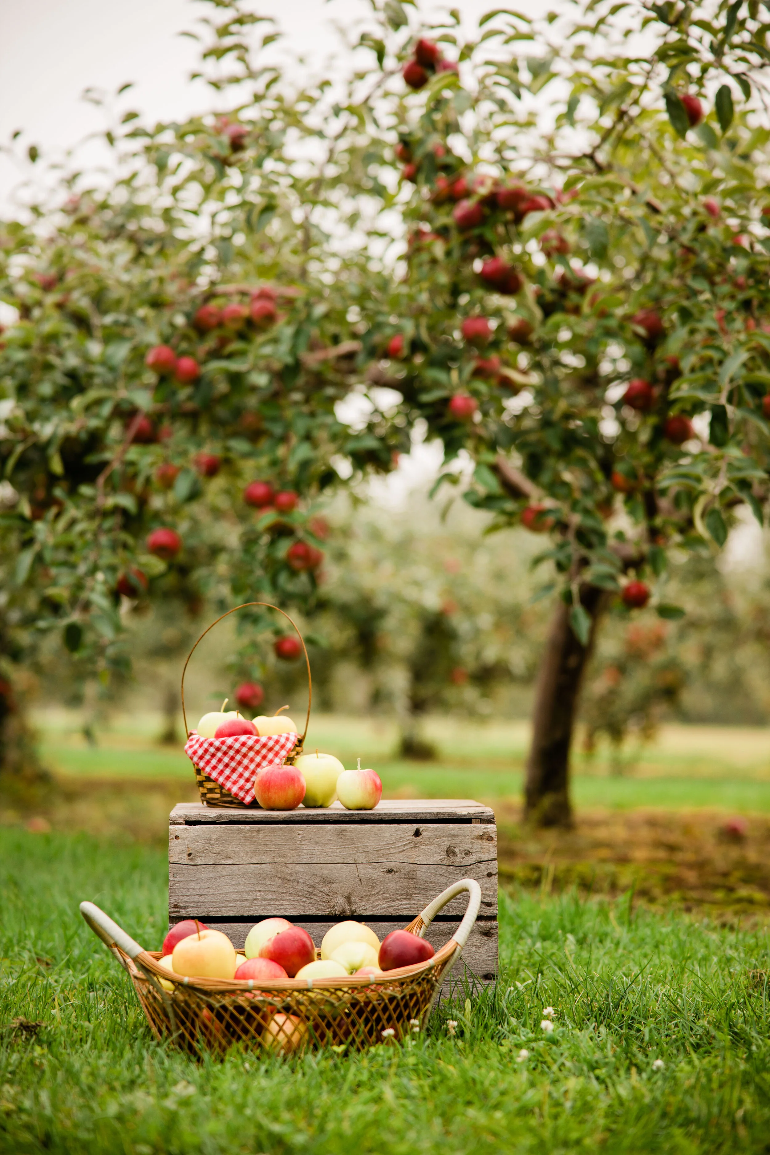 Brooke and Jett at Robertson Orchards-2.jpg