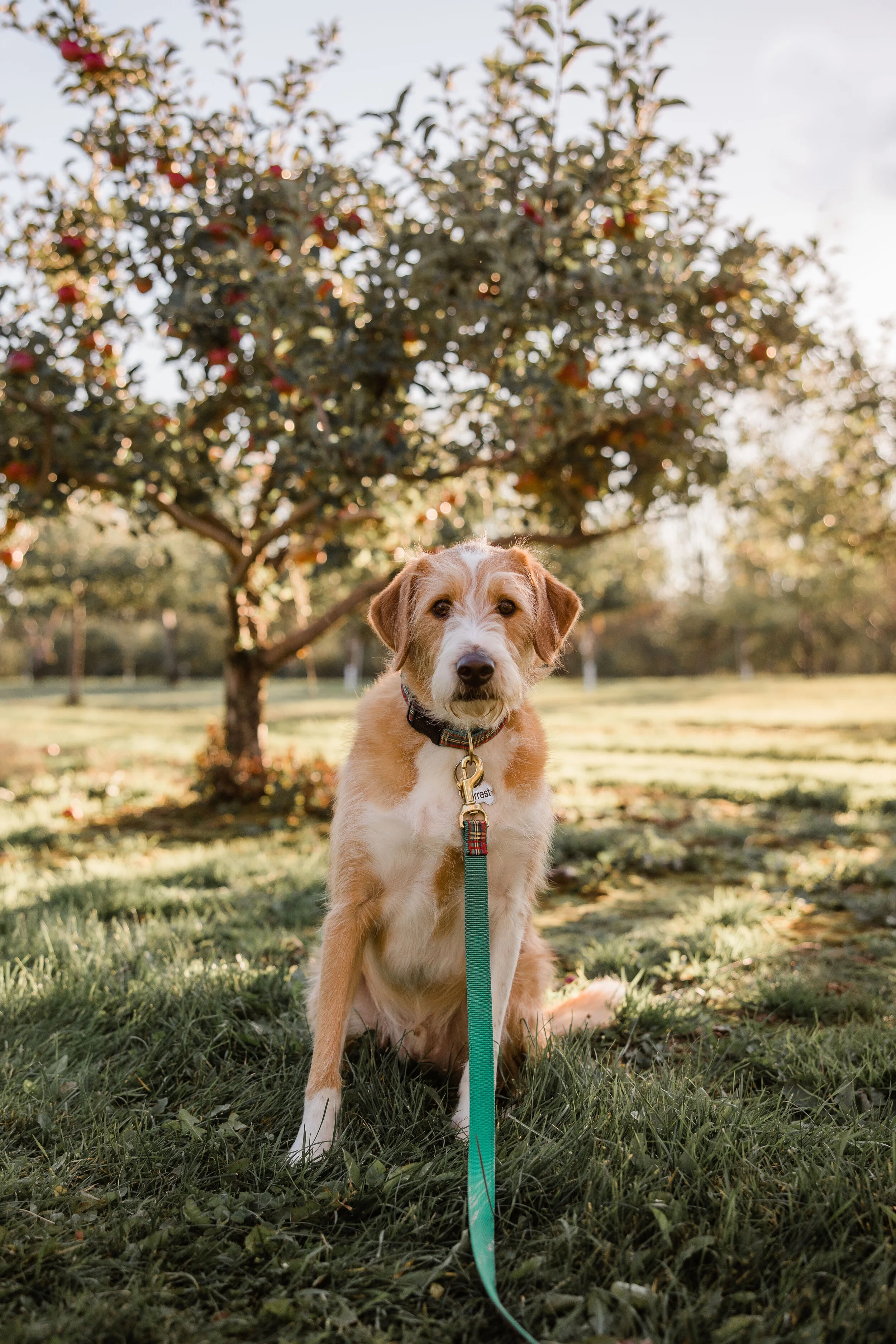 2020 Fall Mini Session-5.jpg
