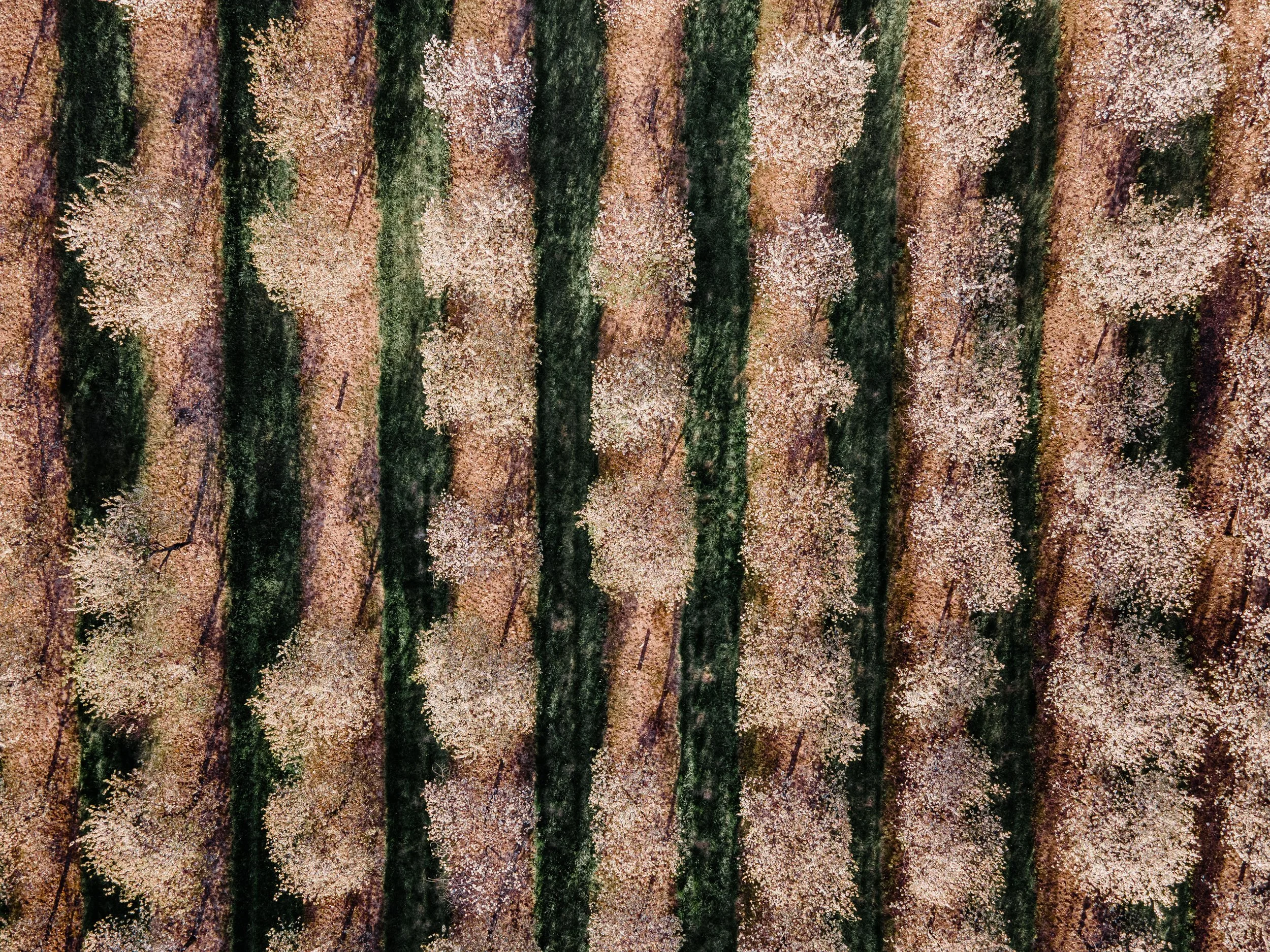 Seaquist Orchard Details-2.jpg