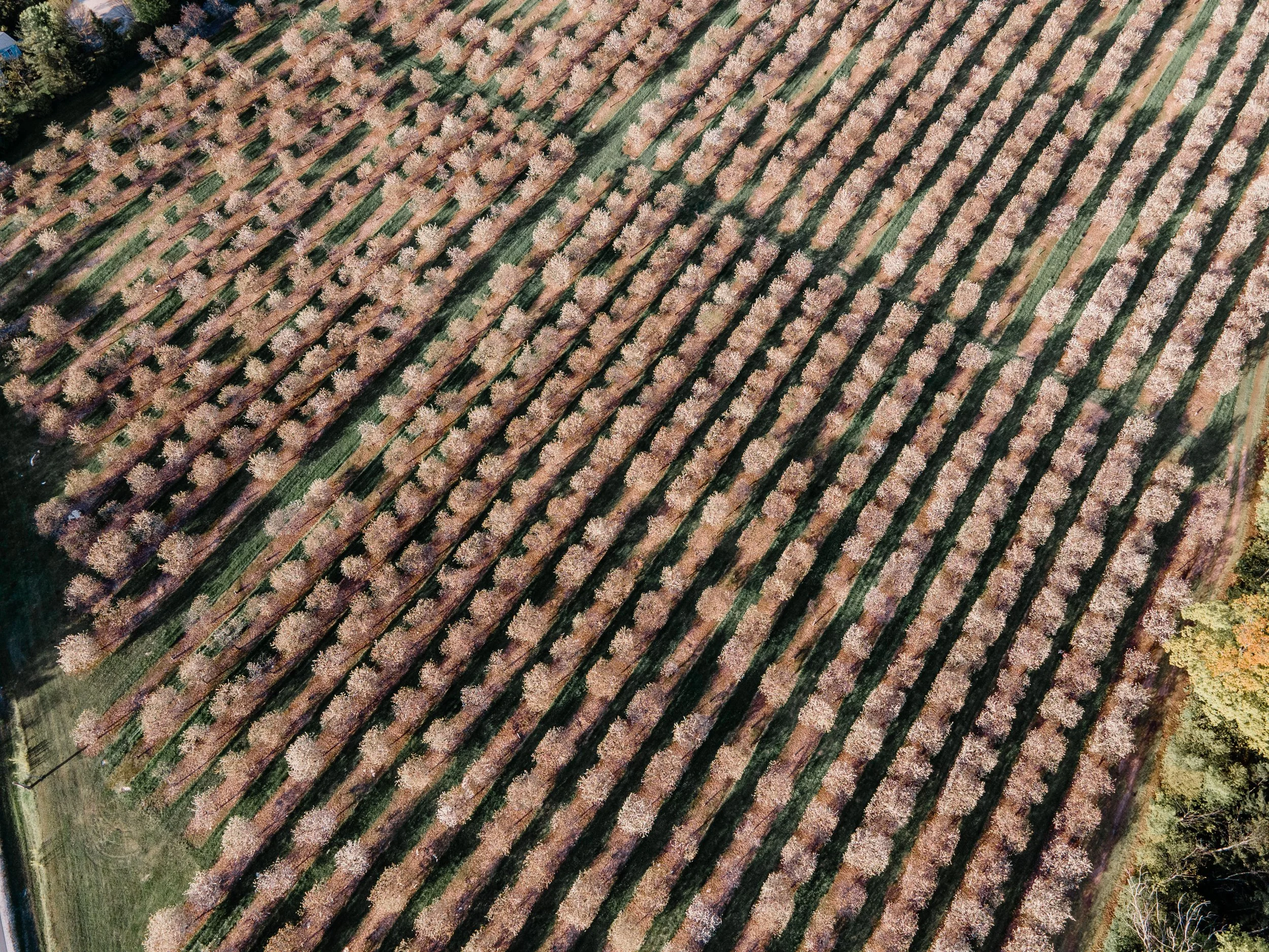Seaquist Orchard Details-4.jpg