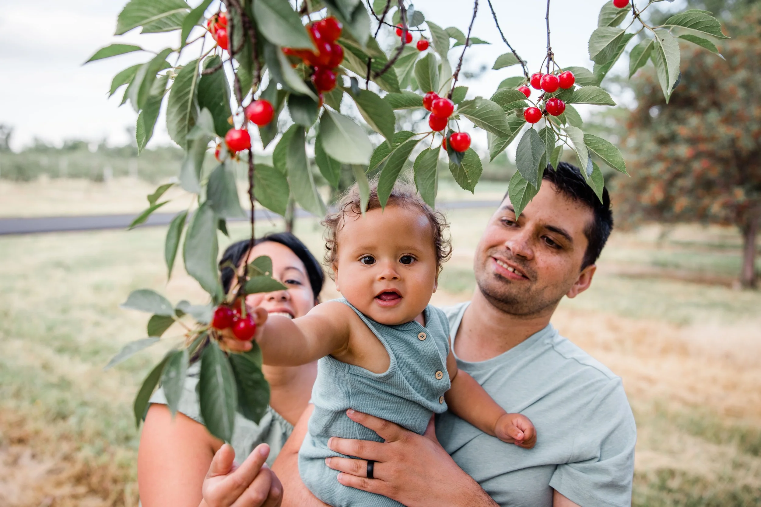 Cherry Picking 2022-12.jpg