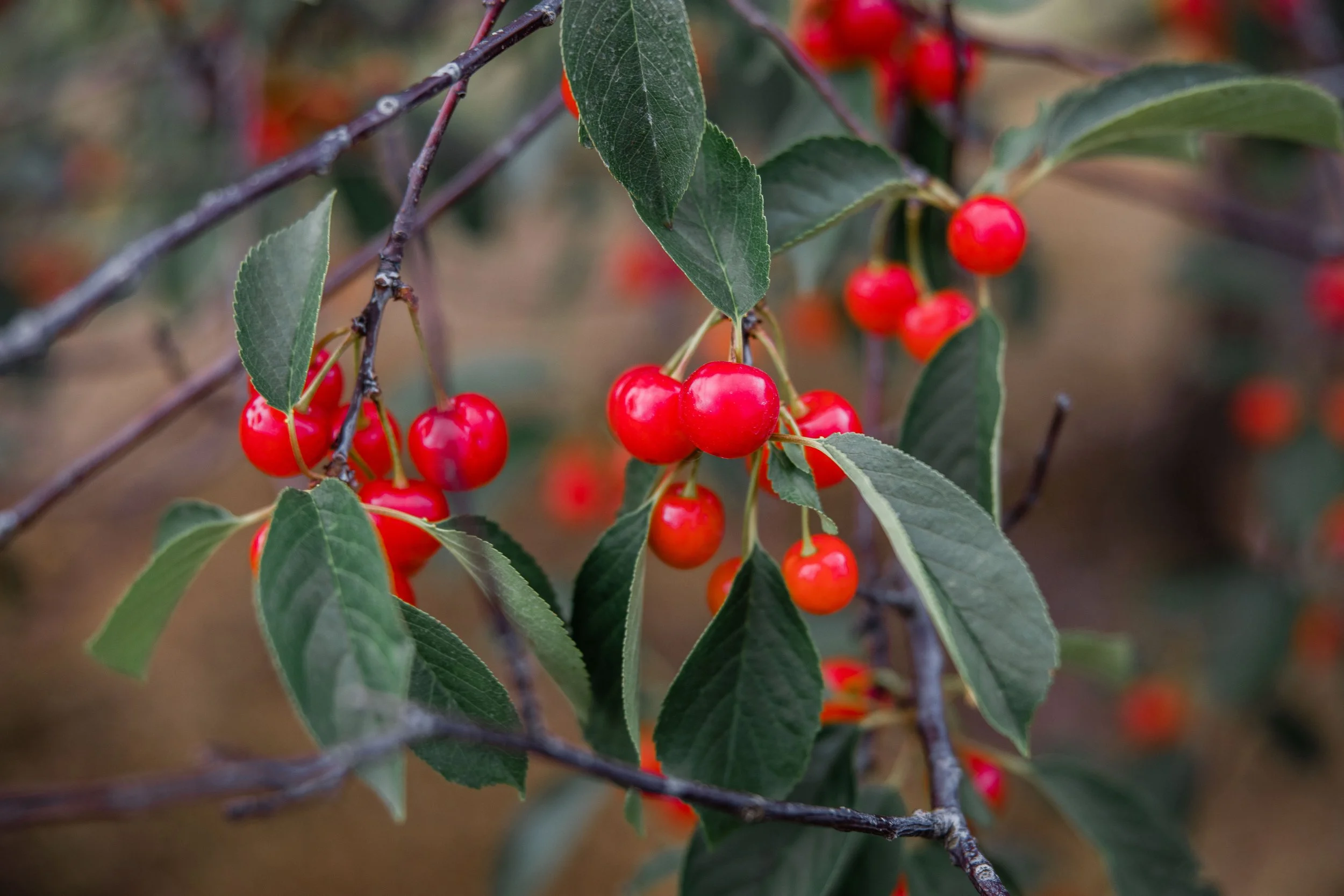 Cherry Picking 2022-24.jpg