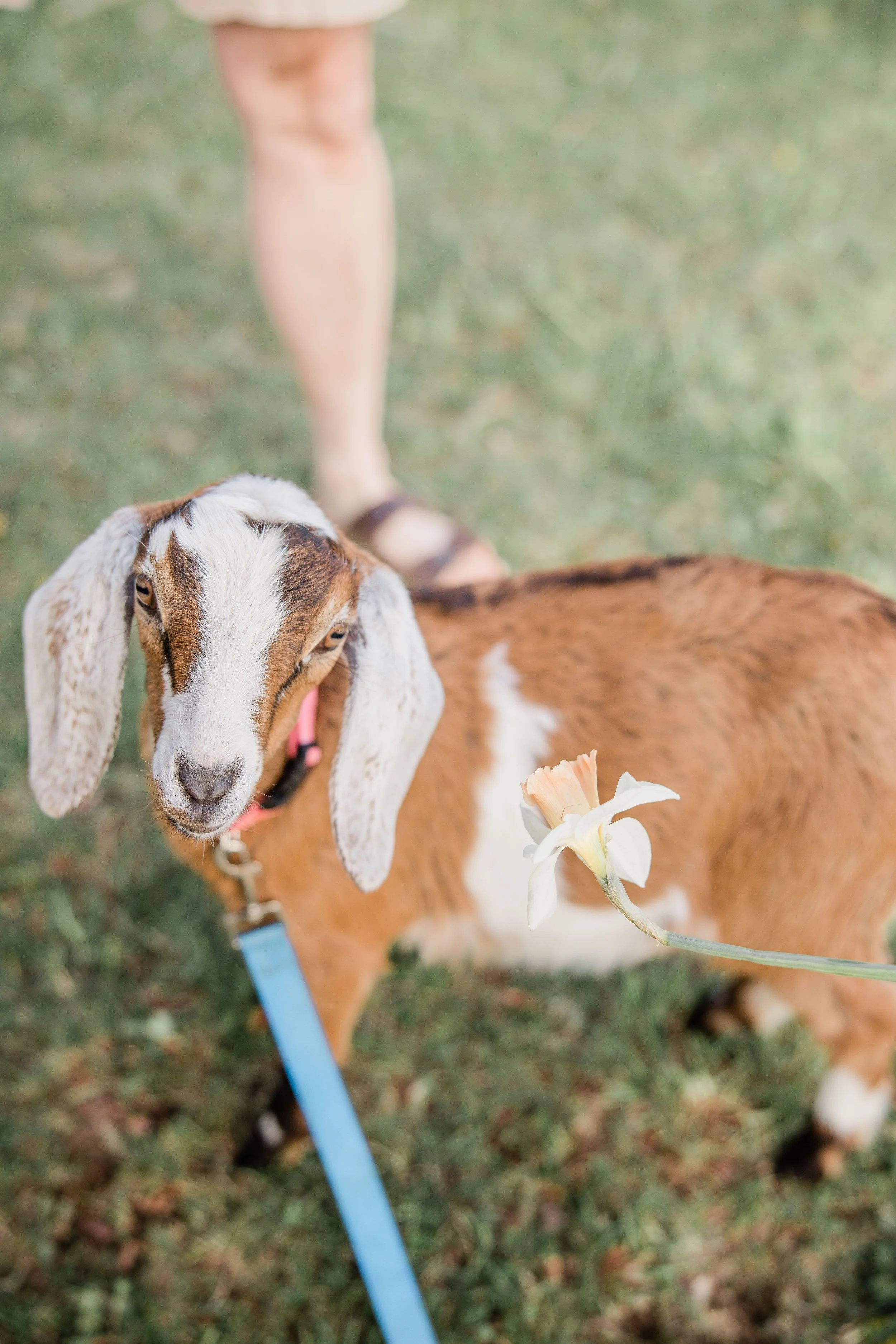Goats and Blooms Mini Sessions-8.jpg