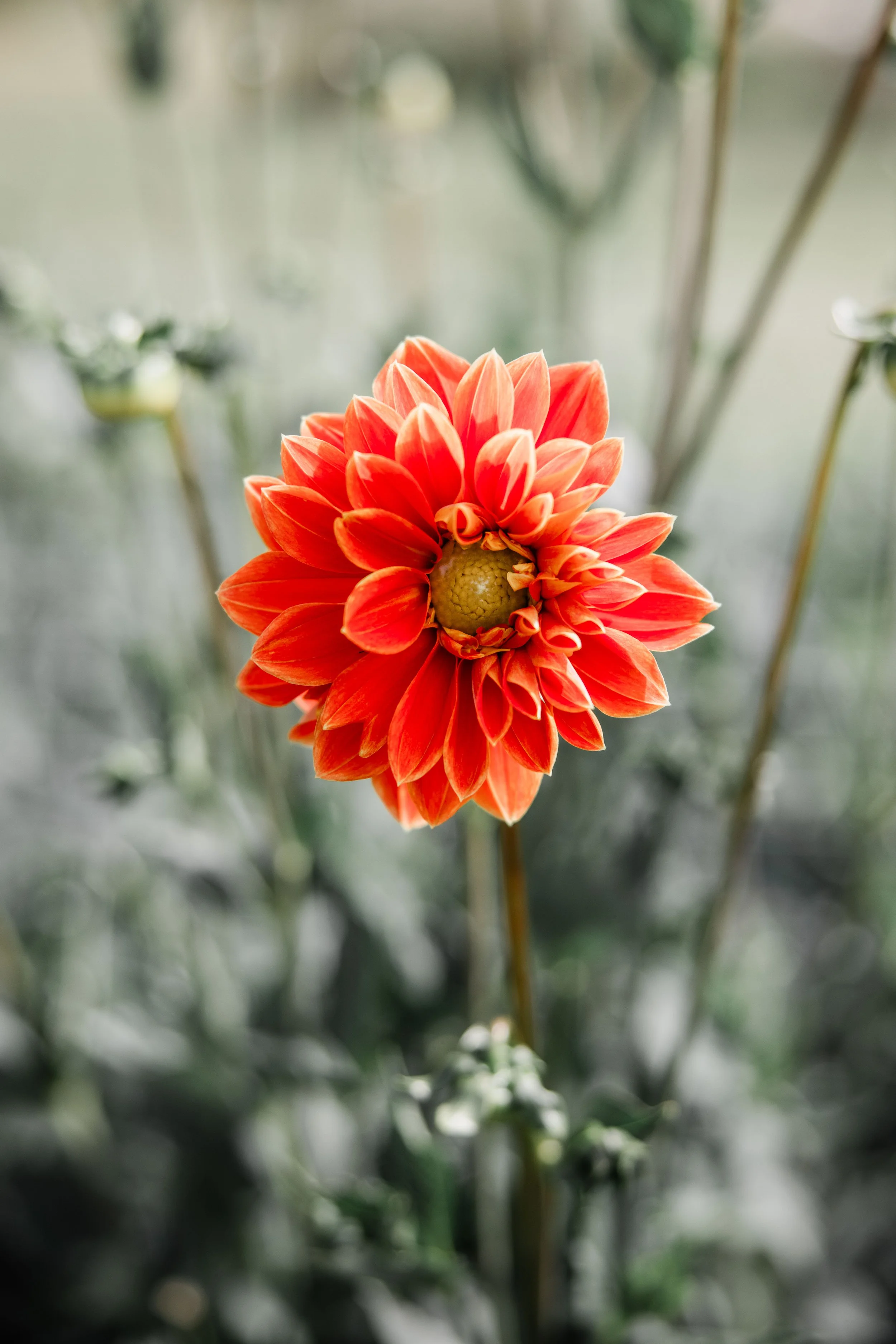 Flower Field Minis 2024-1.jpg