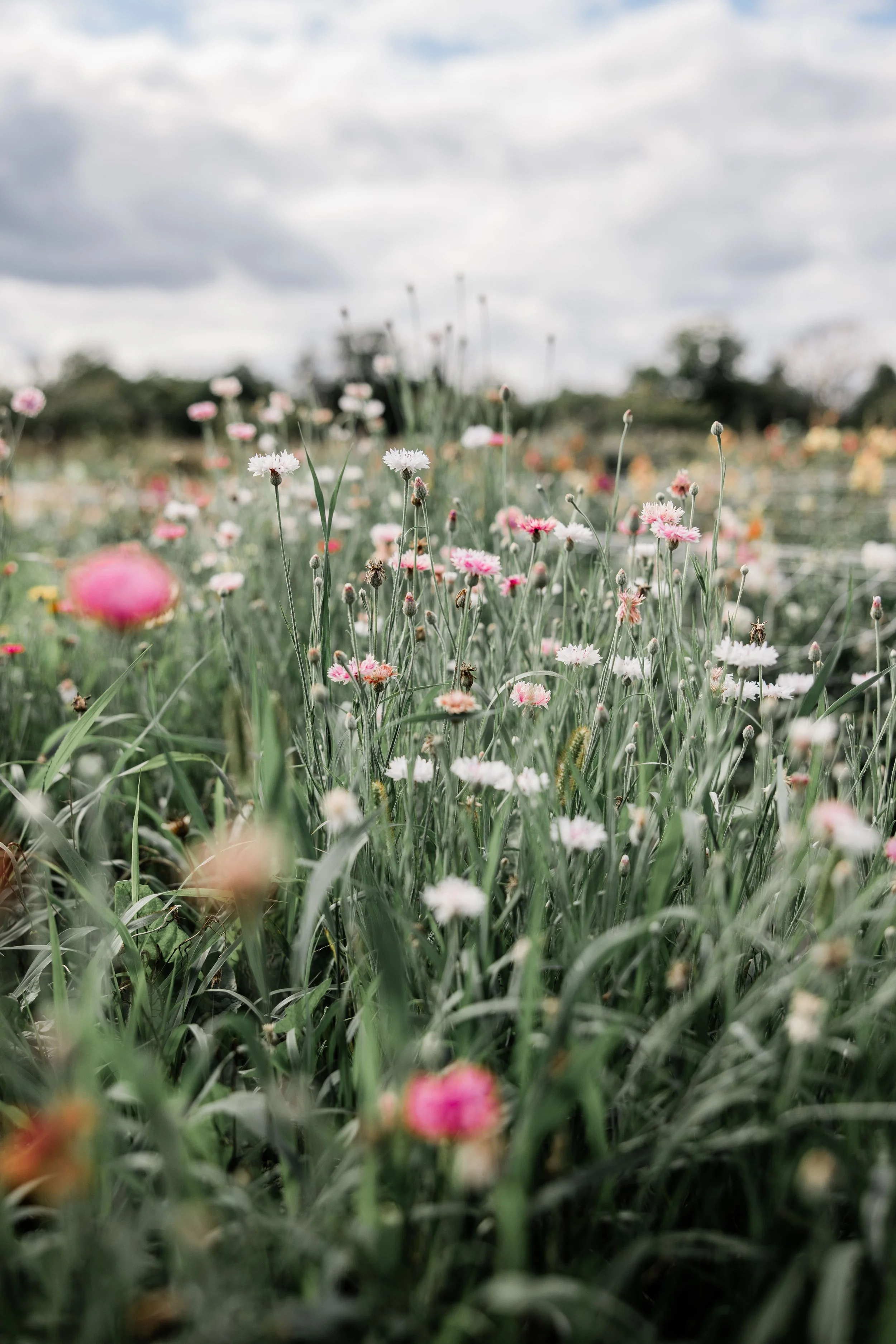 Flower Field Minis 2024-2.jpg