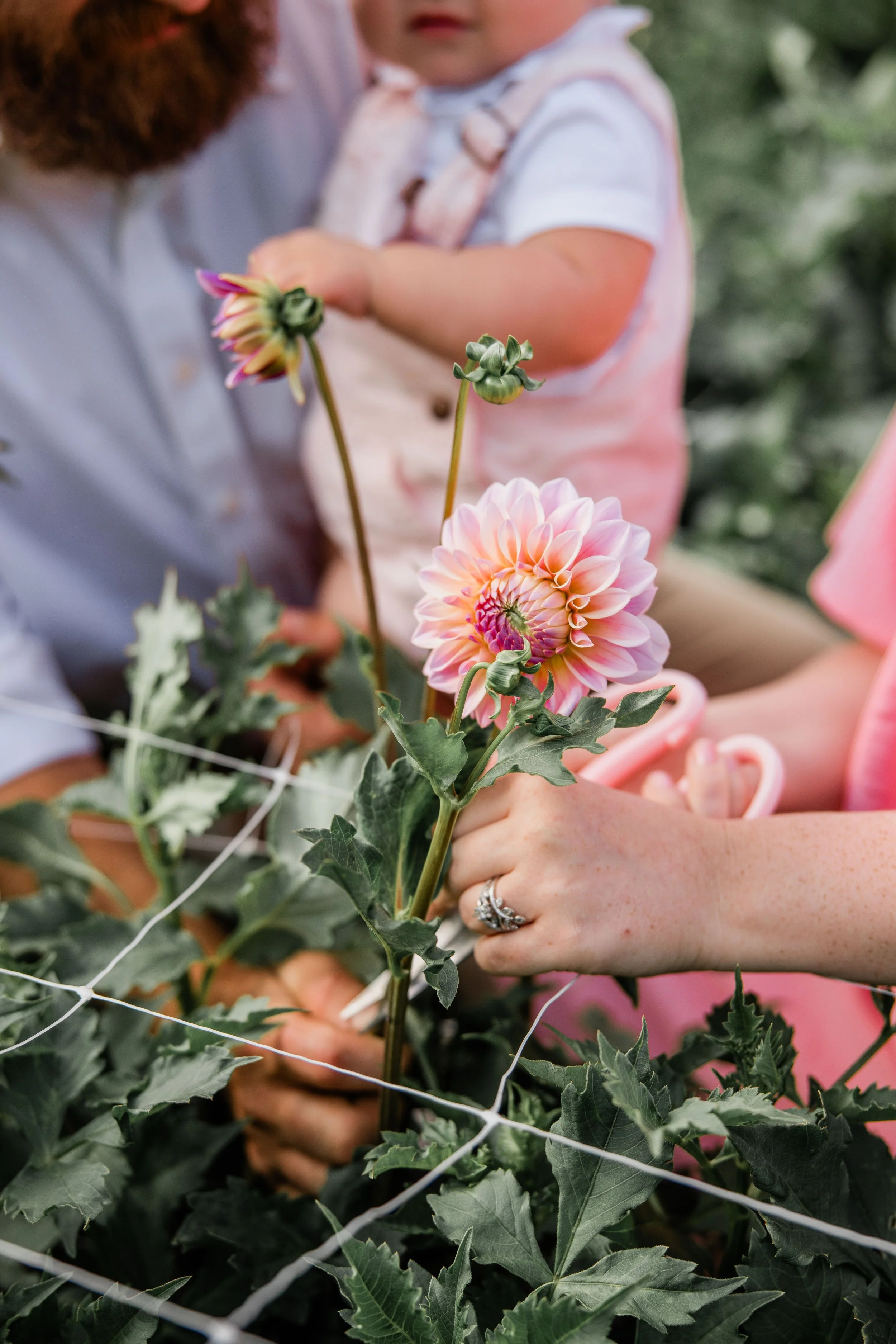 Flower Field Minis 2024-15.jpg