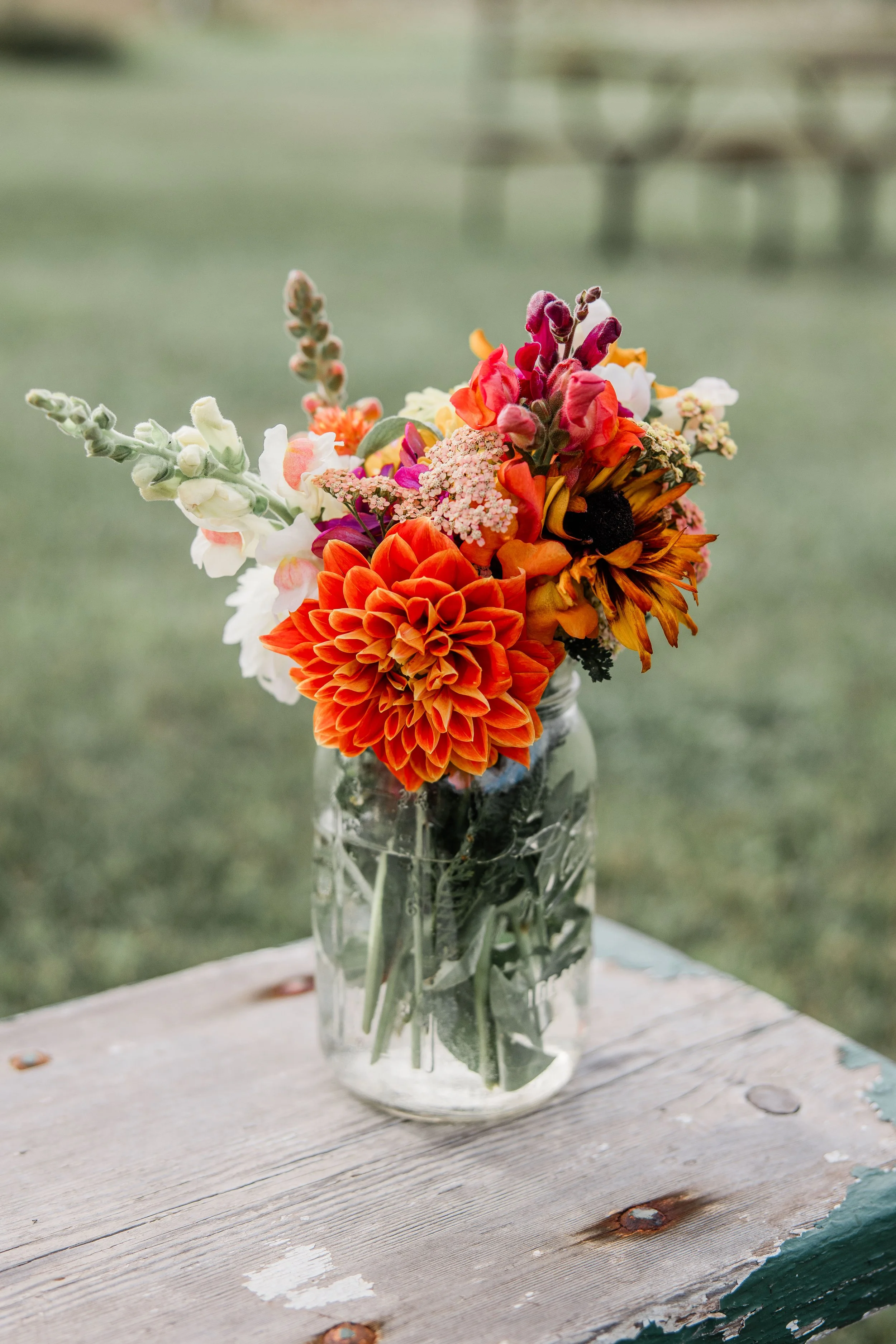 Flower Field Minis 2024-24.jpg