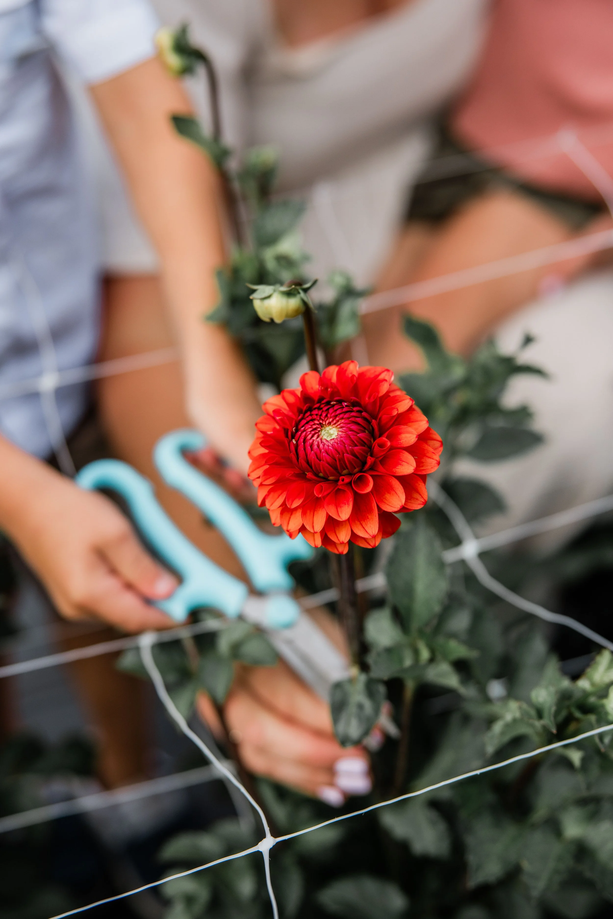Flower Field Minis 2024-11.jpg