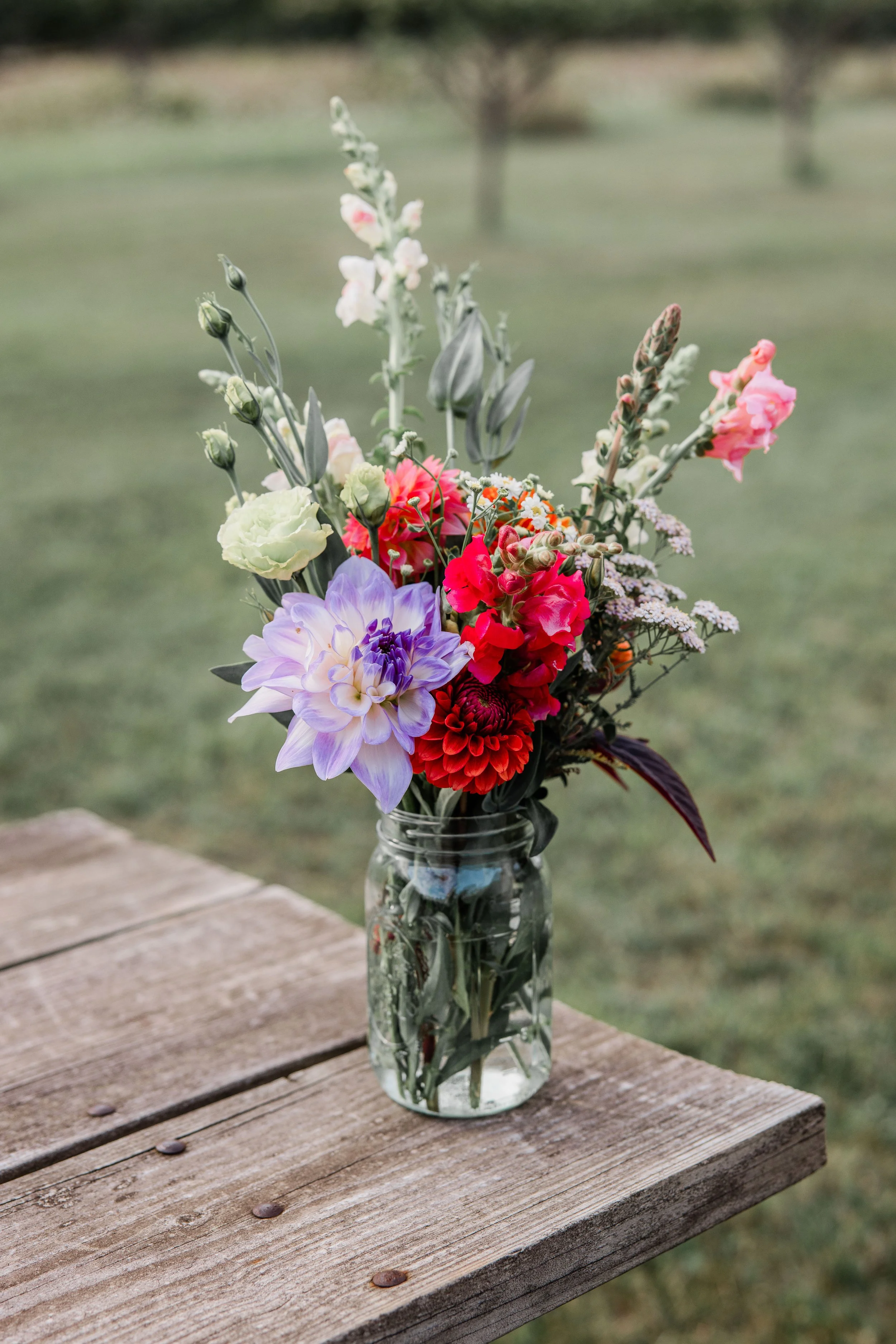 Flower Field Minis 2024-19.jpg