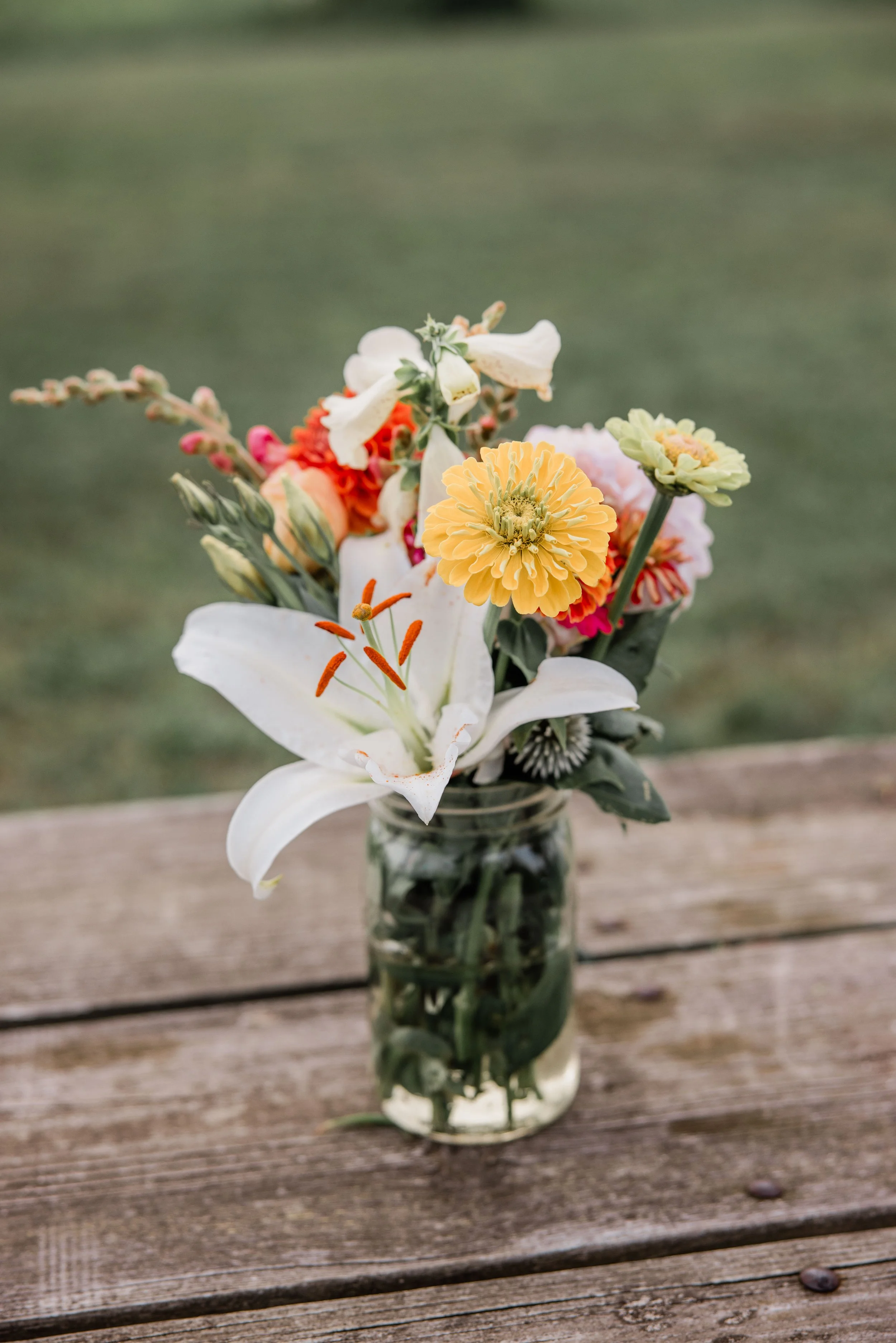Flower Field Minis 2024-12.jpg