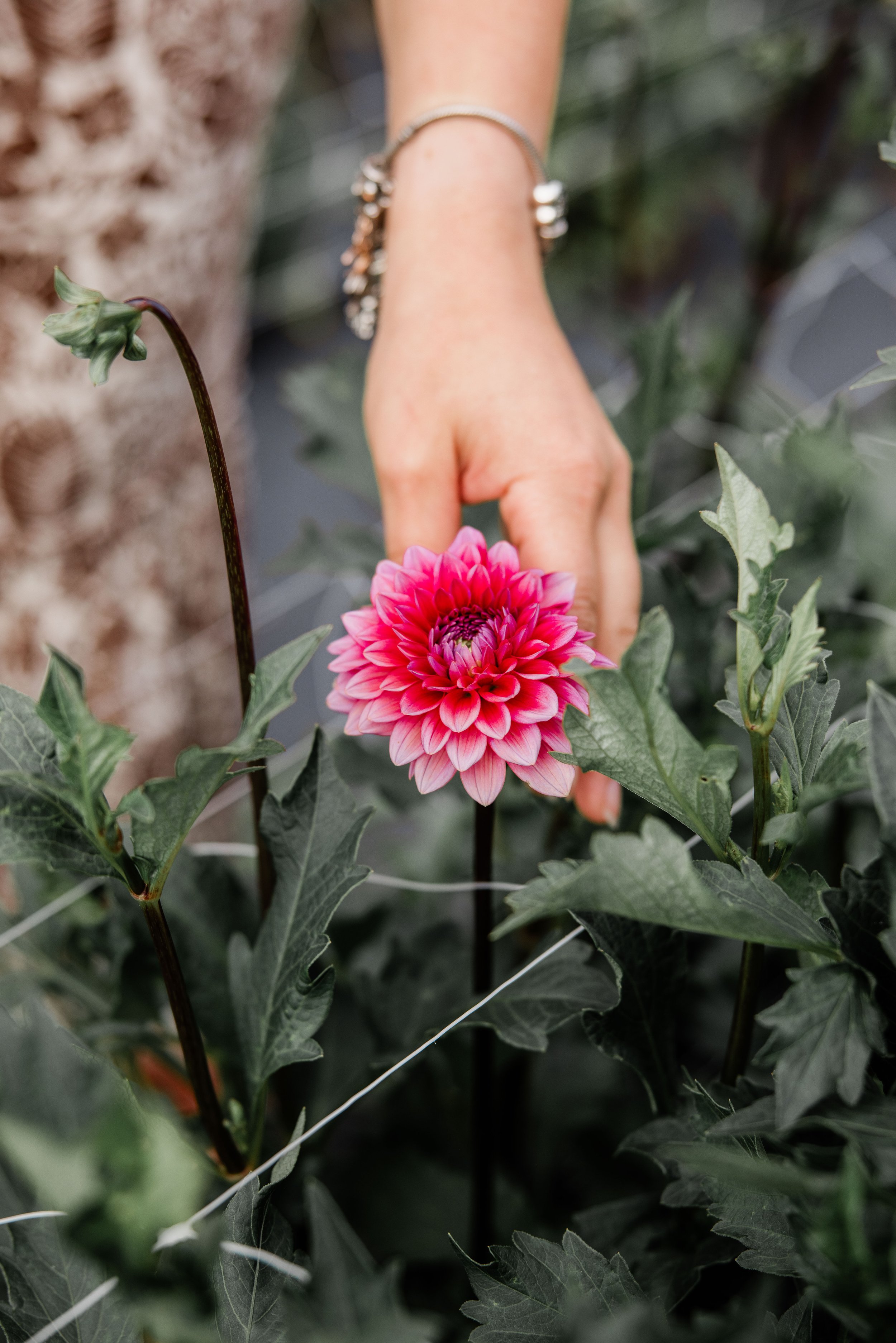 Flower Field Minis 2024-9.jpg