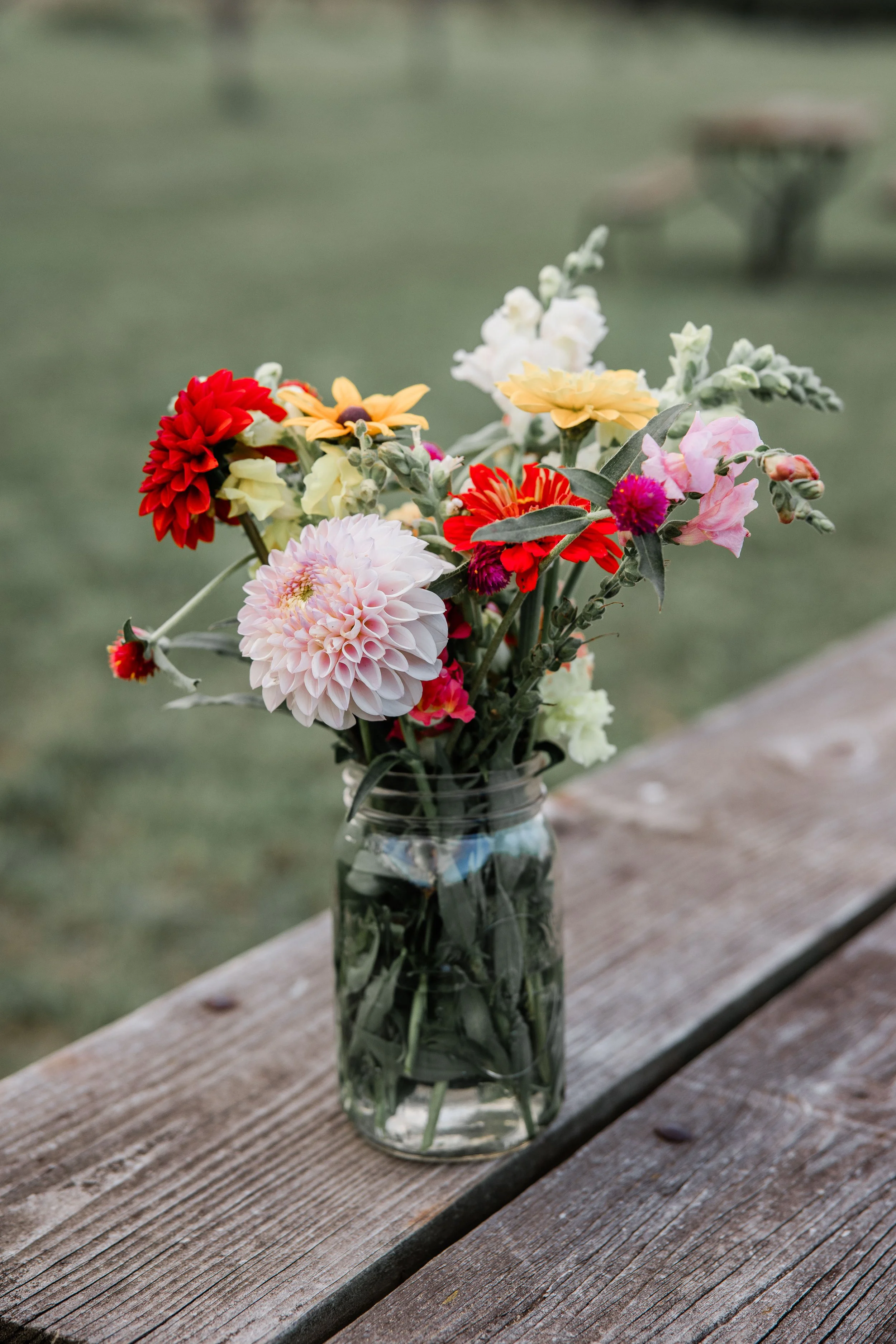 Flower Field Minis 2024-16.jpg