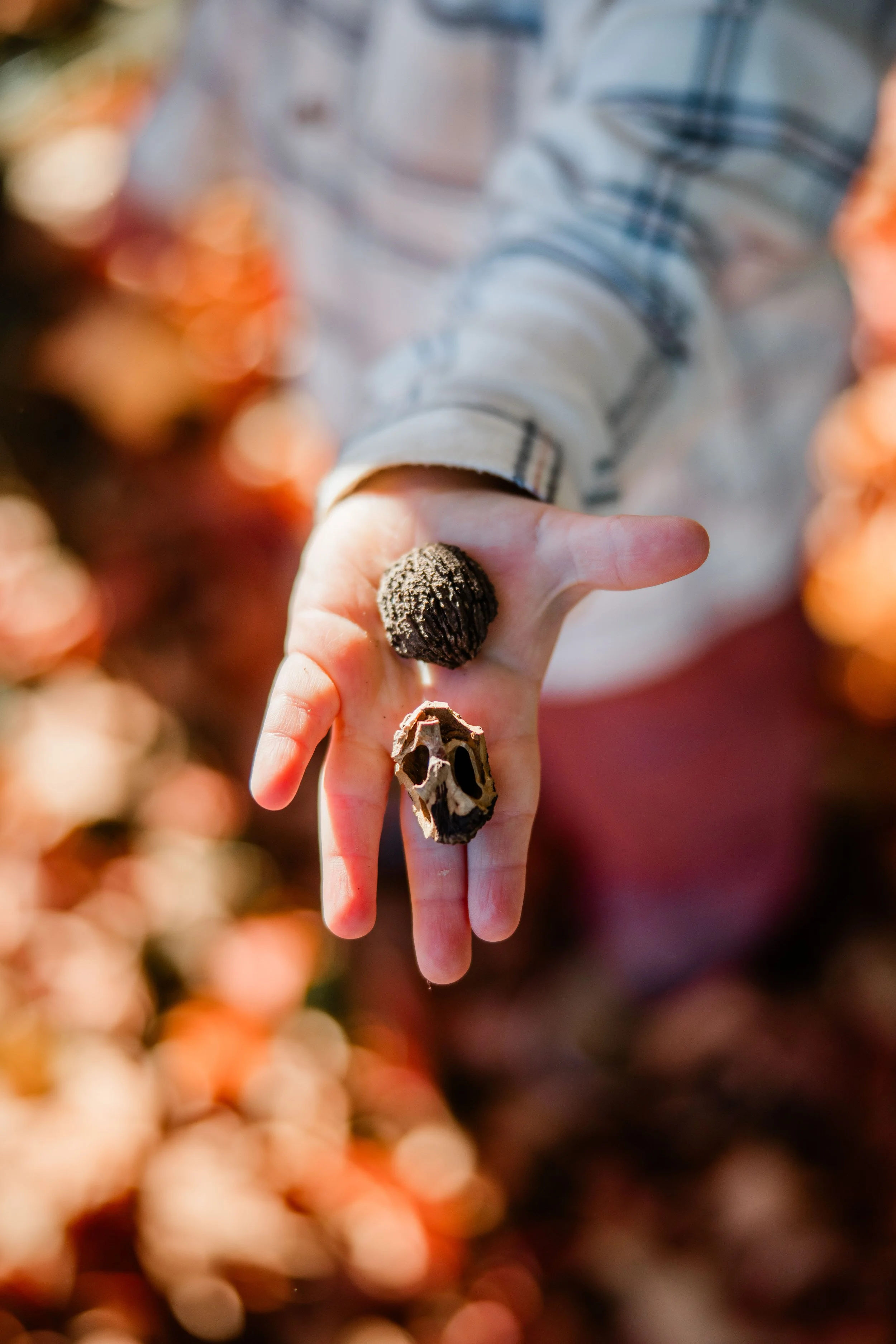 Stout Family Fall Photos 2025-28.jpg