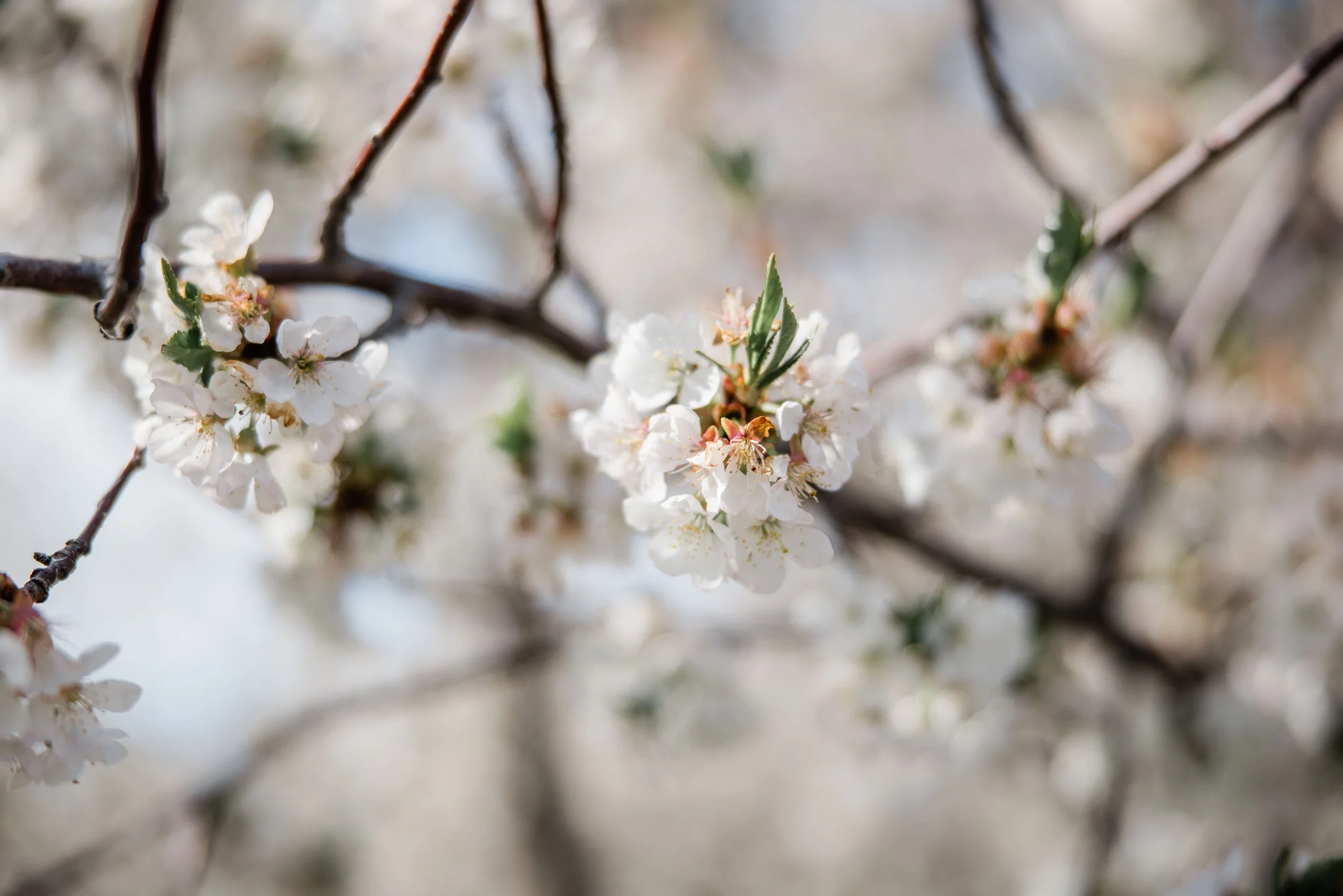 Donovan Family Cherry Blossom Mini Session-1.jpg