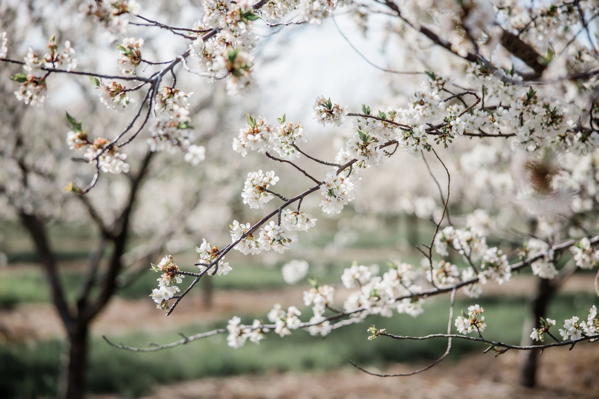 Donovan Family Cherry Blossom Mini Session-2.jpg
