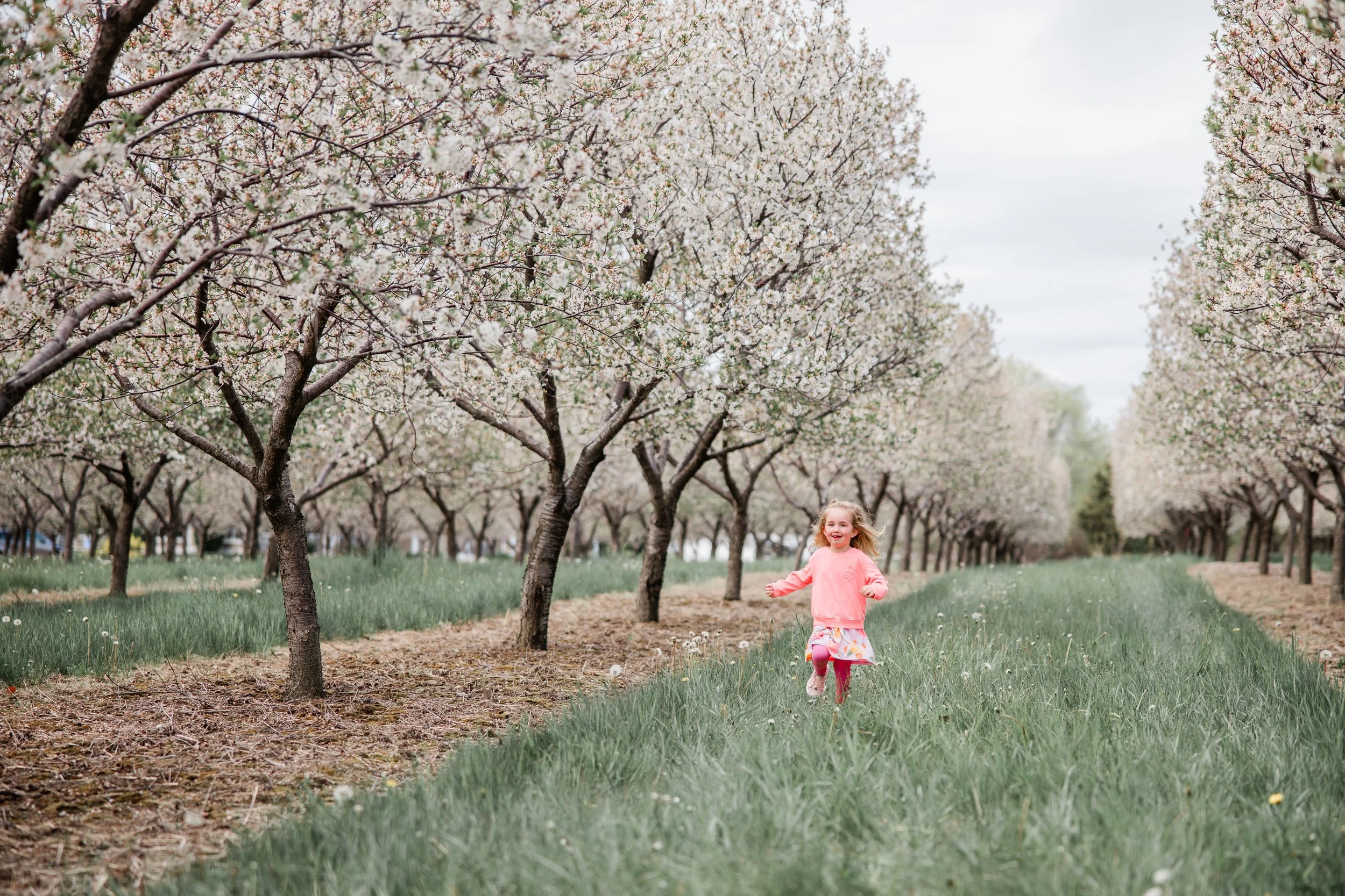 Mead Cherry Blossom 2026-1.jpg