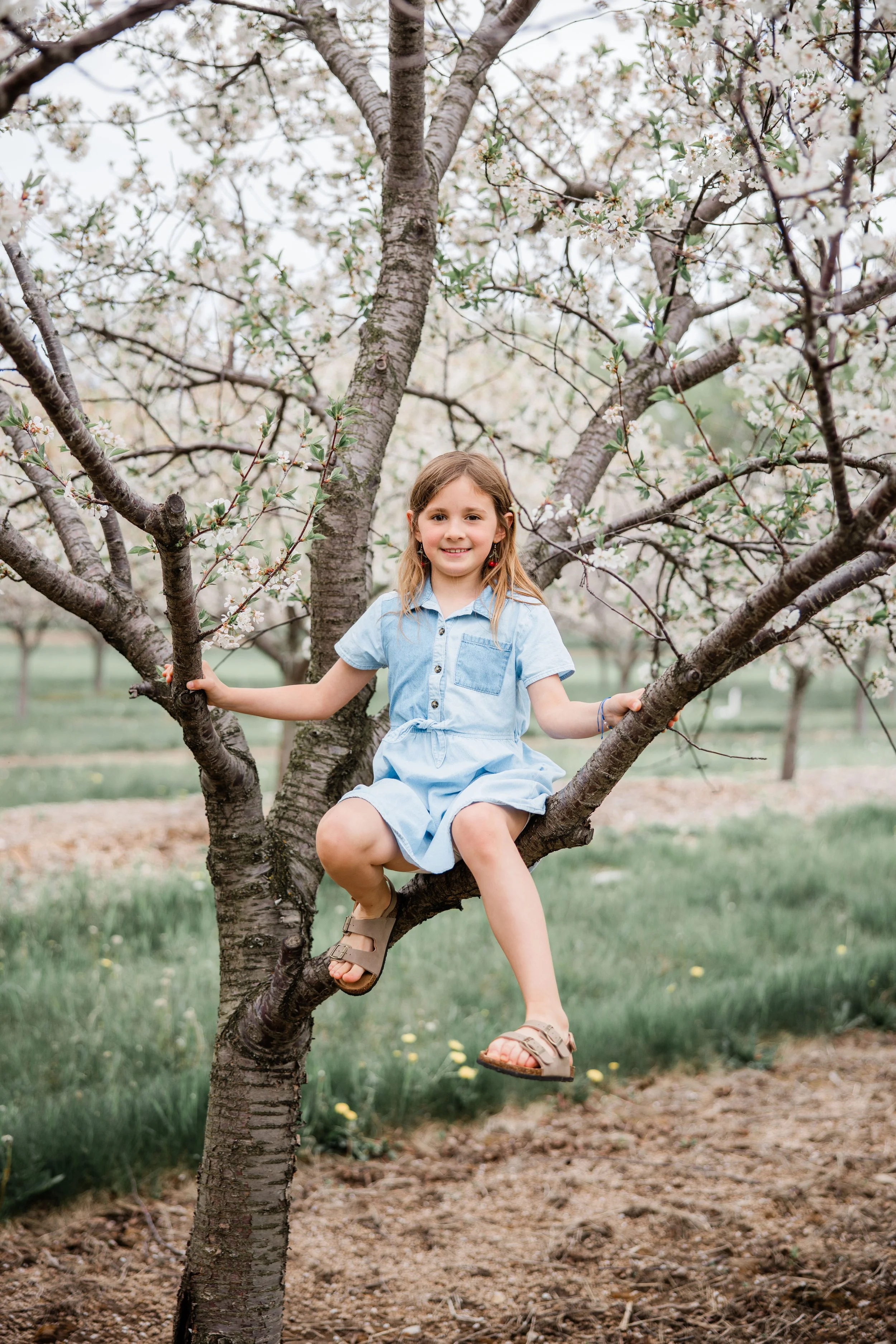 Jacobs Cherry Blossom 2026-18.jpg