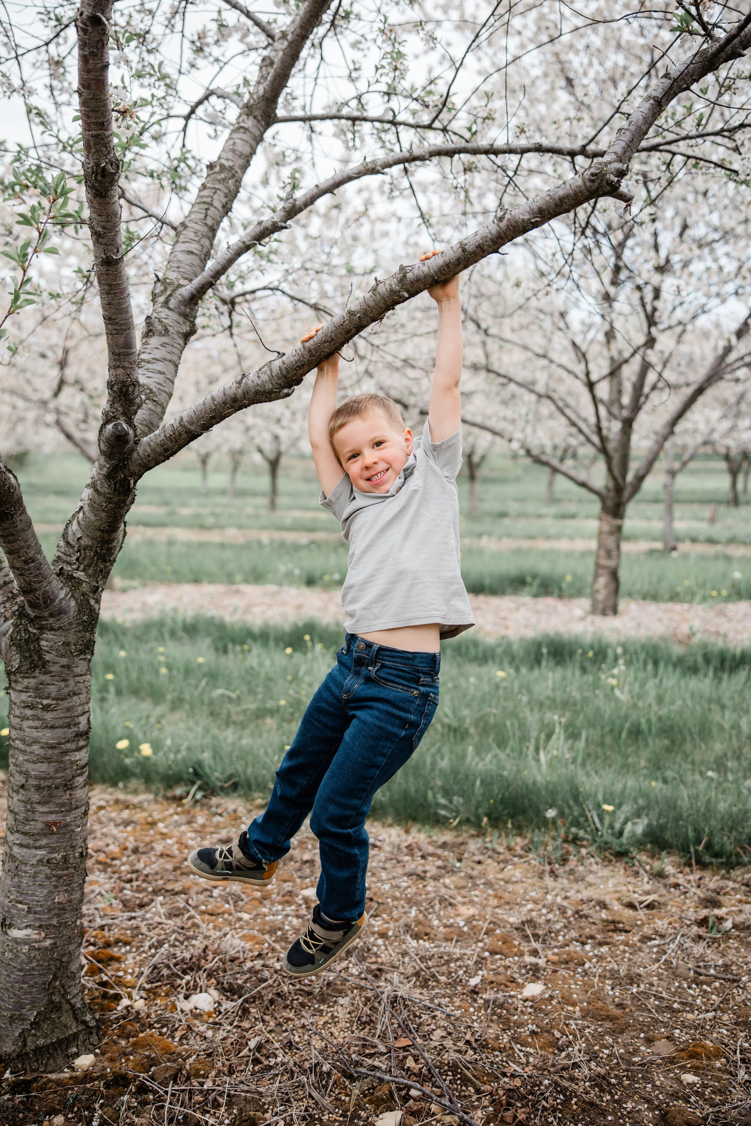 Jacobs Cherry Blossom 2026-19.jpg