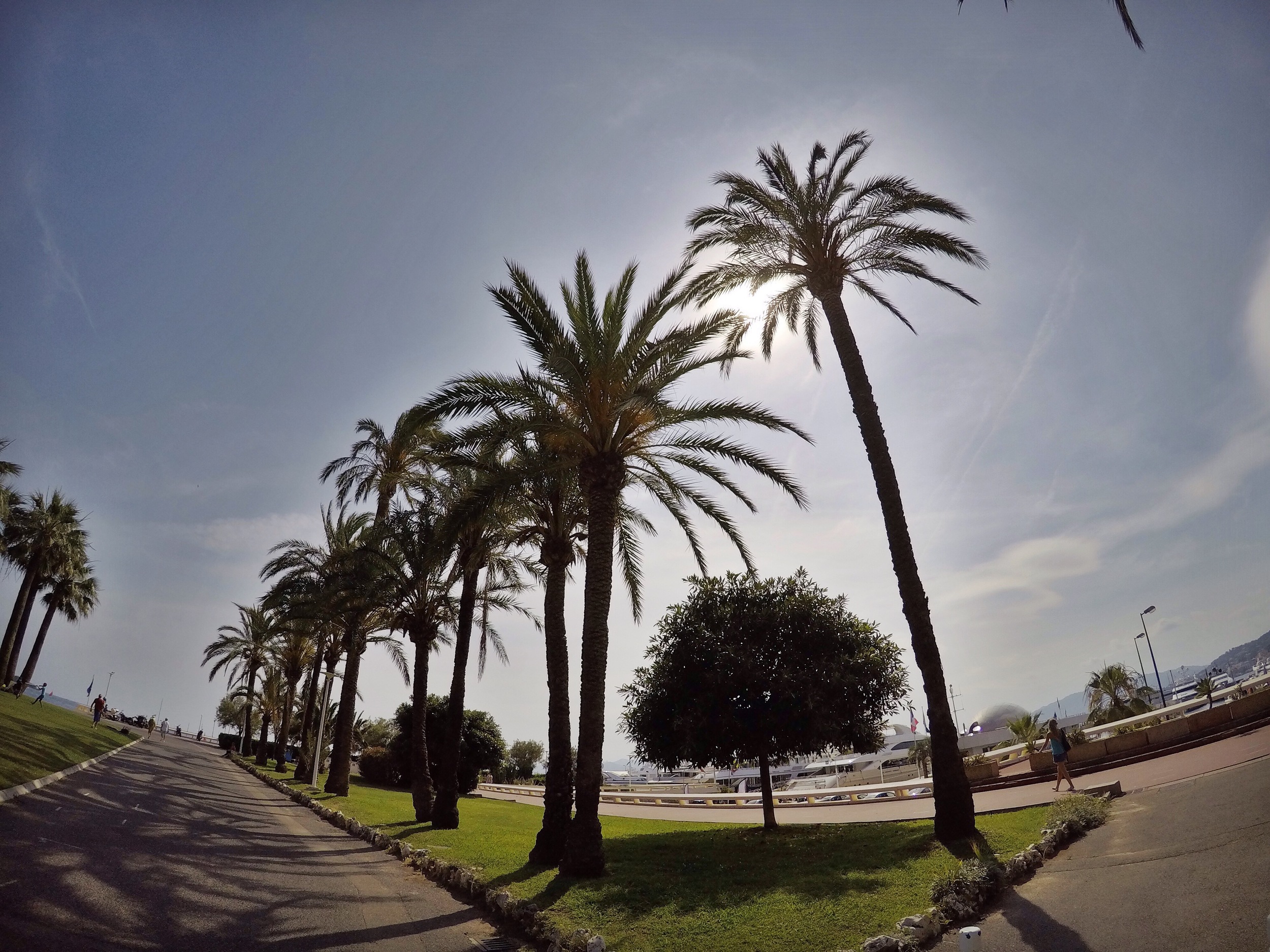 La Croisette Palm Trees - Cannes - Côte d'Azur - South of France (French Riviera)