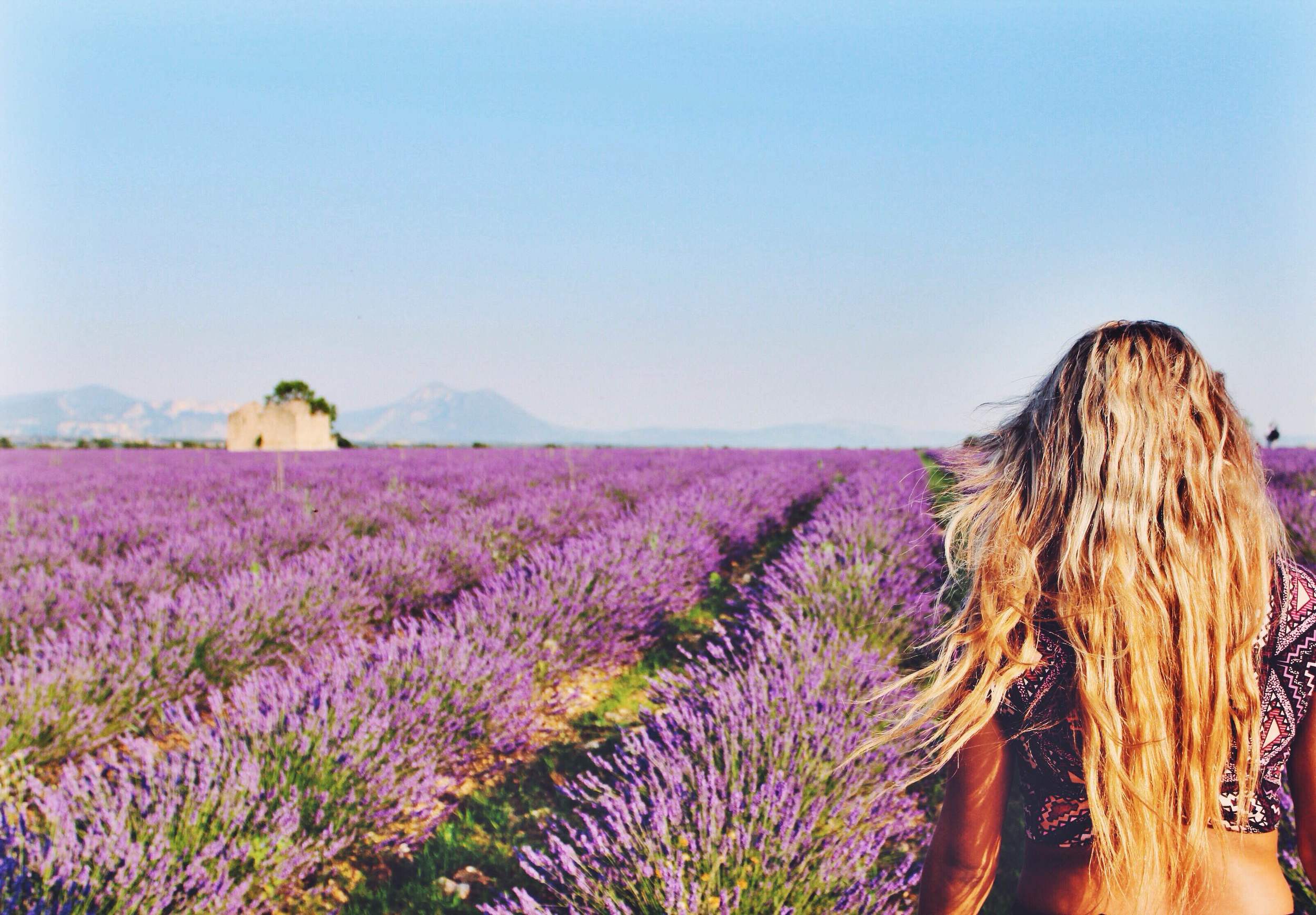 Blond Girl Walking in the Lavender Fields - Valensole - Provence - French Riviera - South of France