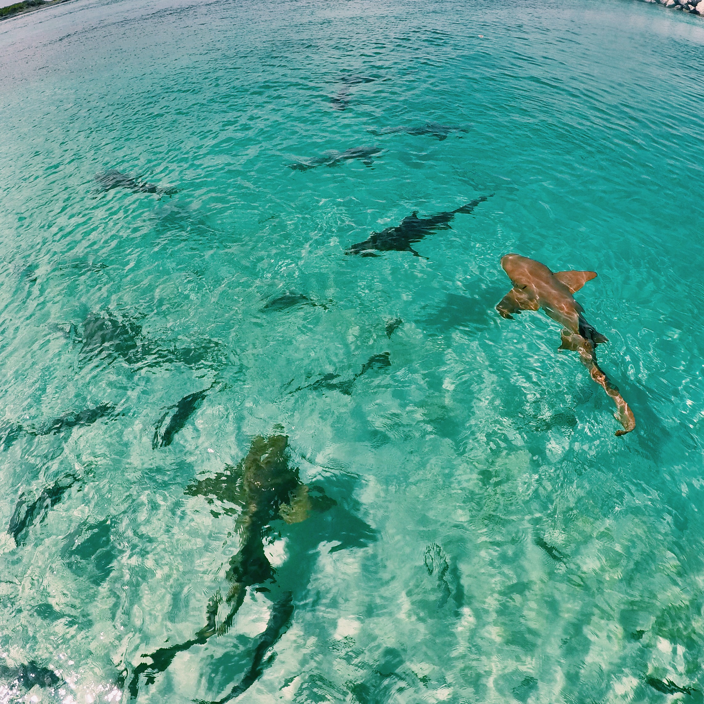 Nurse Sharks in the Bahamas