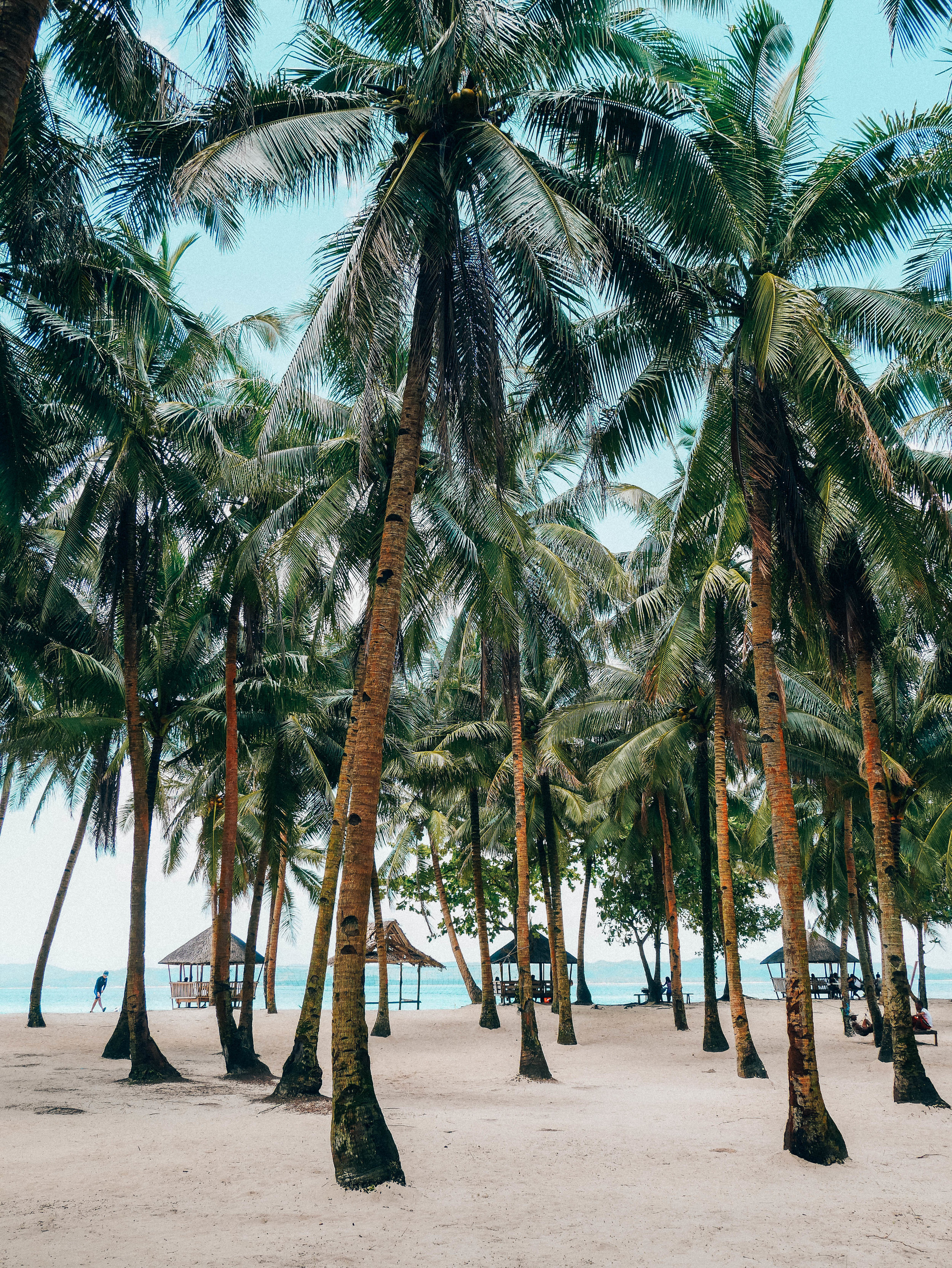 Palm Trees &amp; the Ocean - Daku Island - Siargao - Philippines