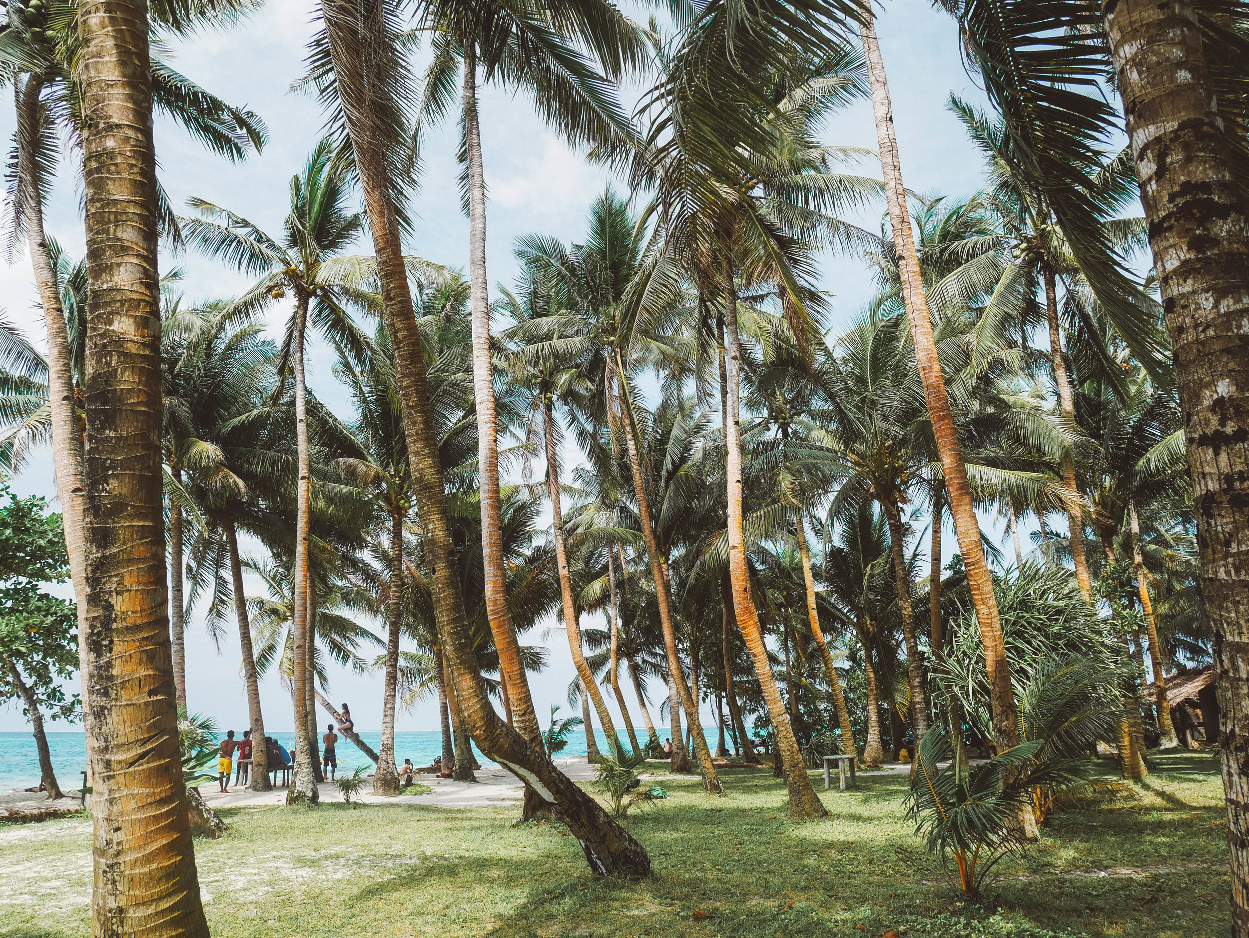 Palm Tree Forest - Guyam Island - Siargao - Philippines