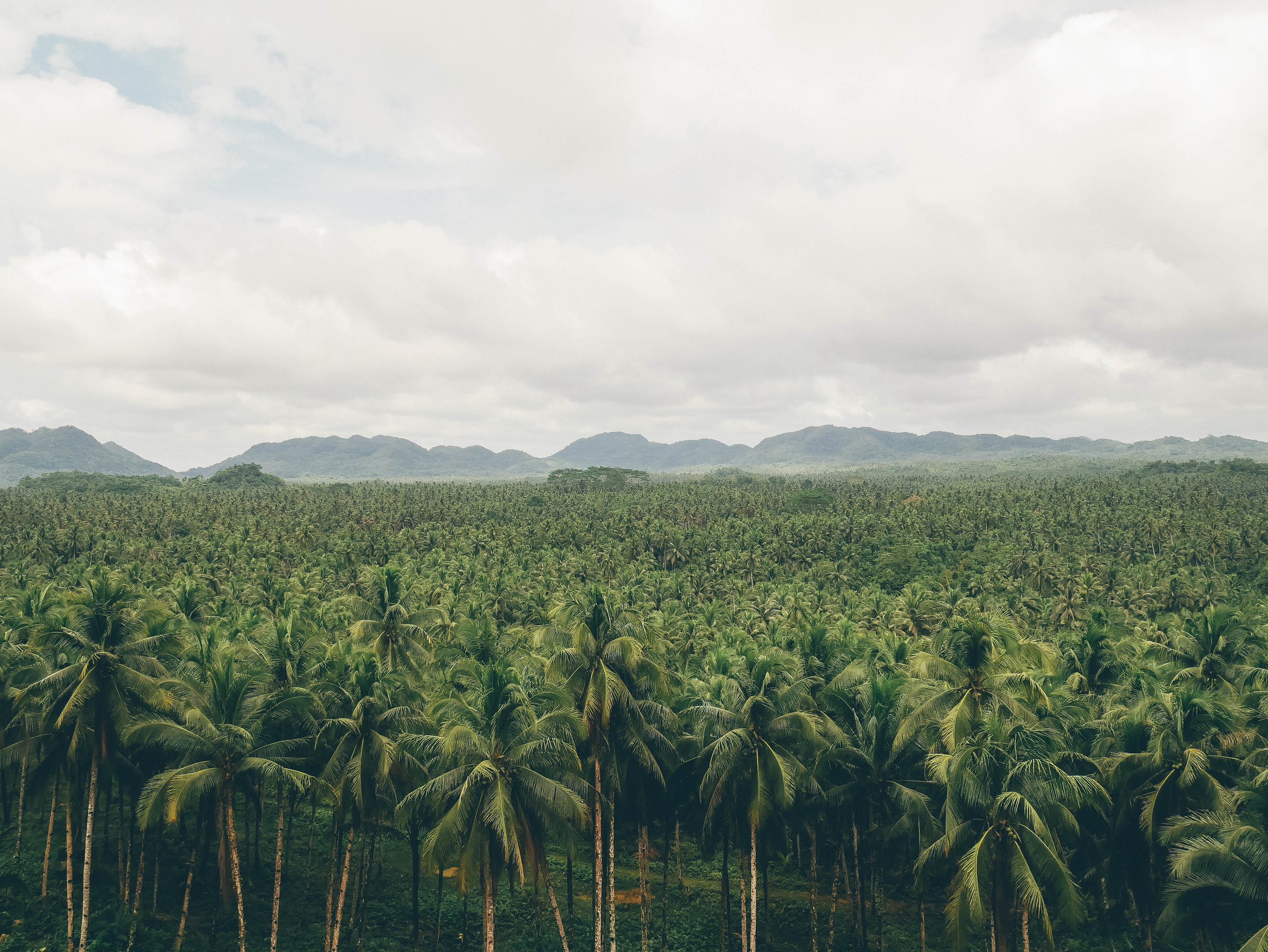 Palm Tree Forest - Magpupungko Beach - Siargao - Philippines