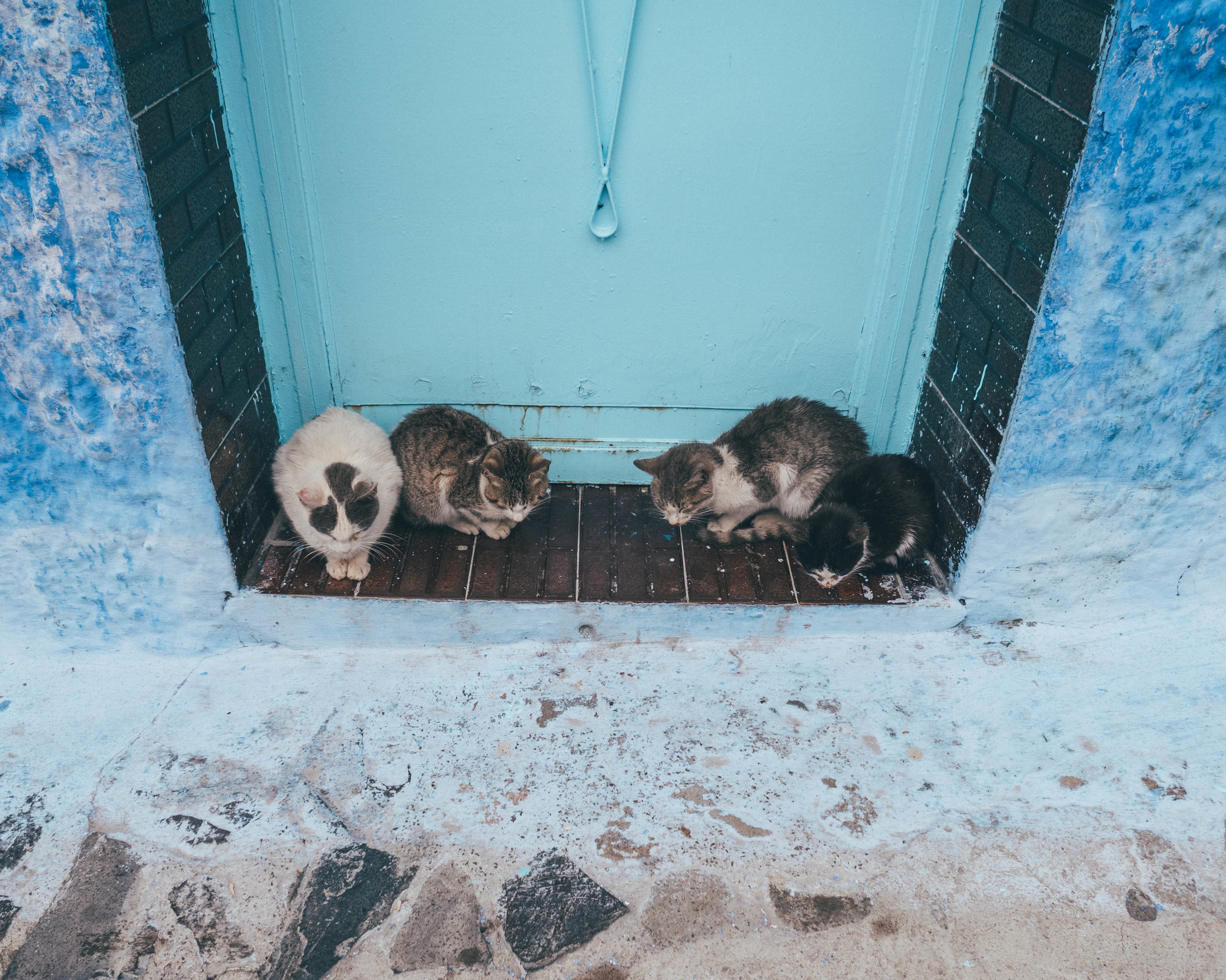 Kittens Hiding from the Rain - Blue House Door - Chefchaouen - Morocco