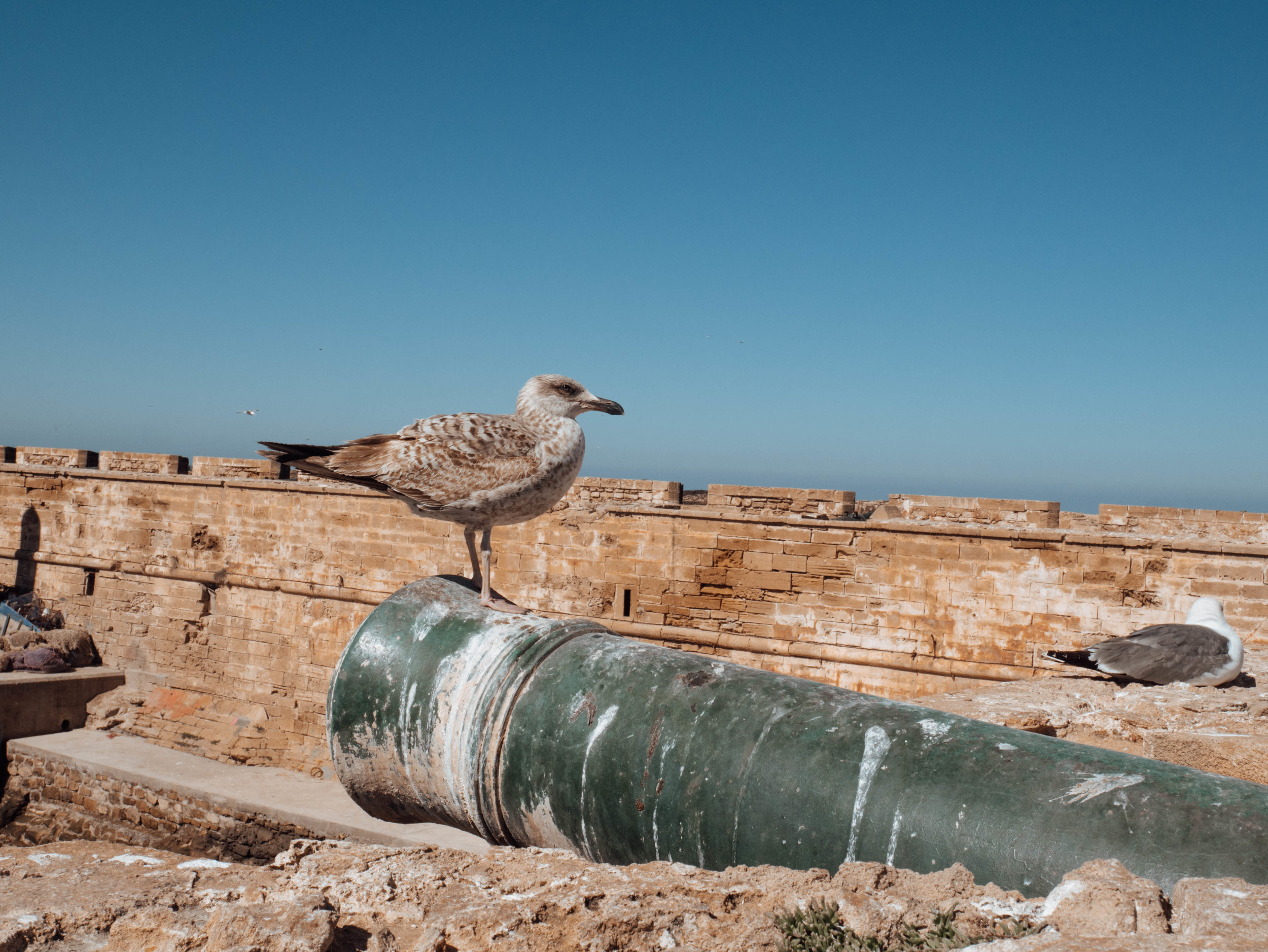 Seagull &amp; Canon - City Walls - Essaouira - Morocco