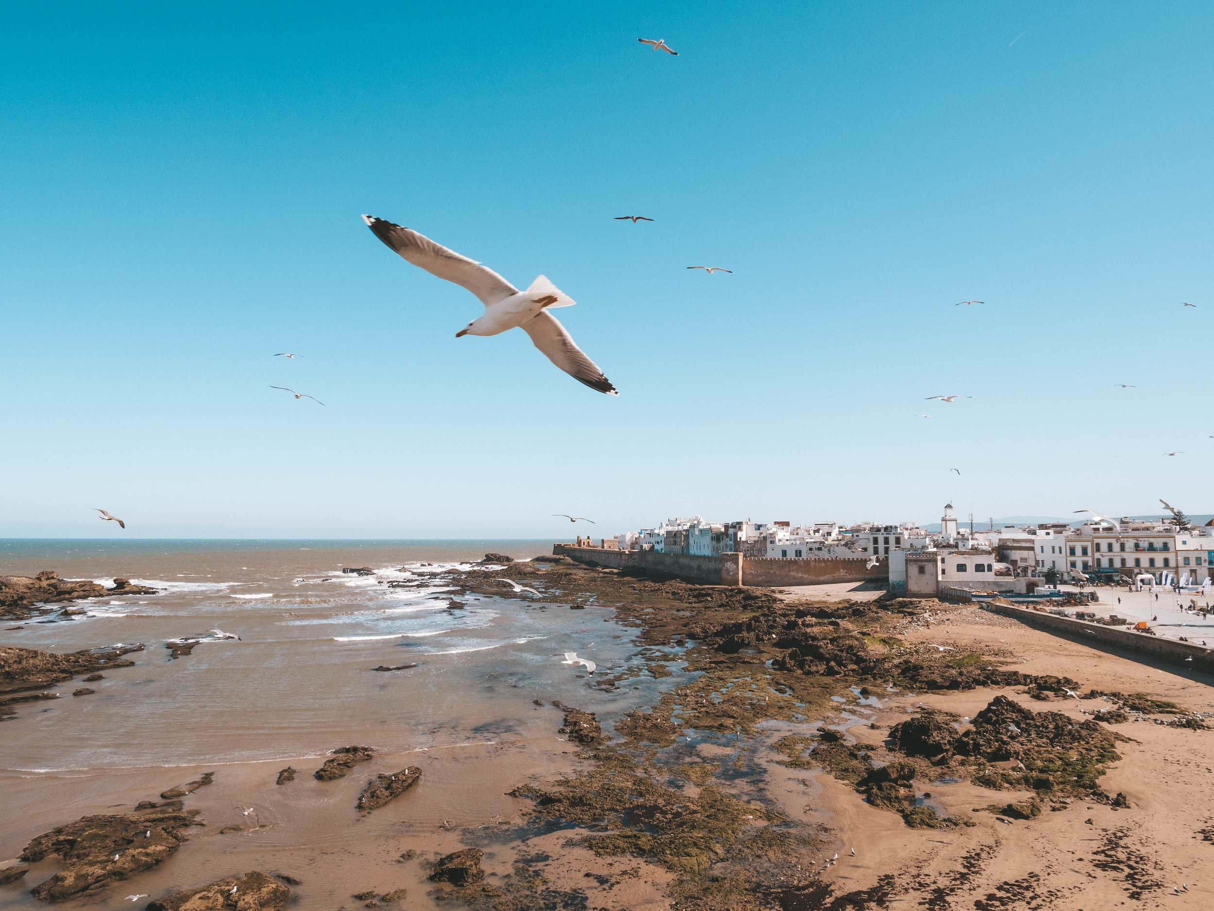 Flying seagull in front of the atlantic ocean - City Walls - Essaouira - Morocco