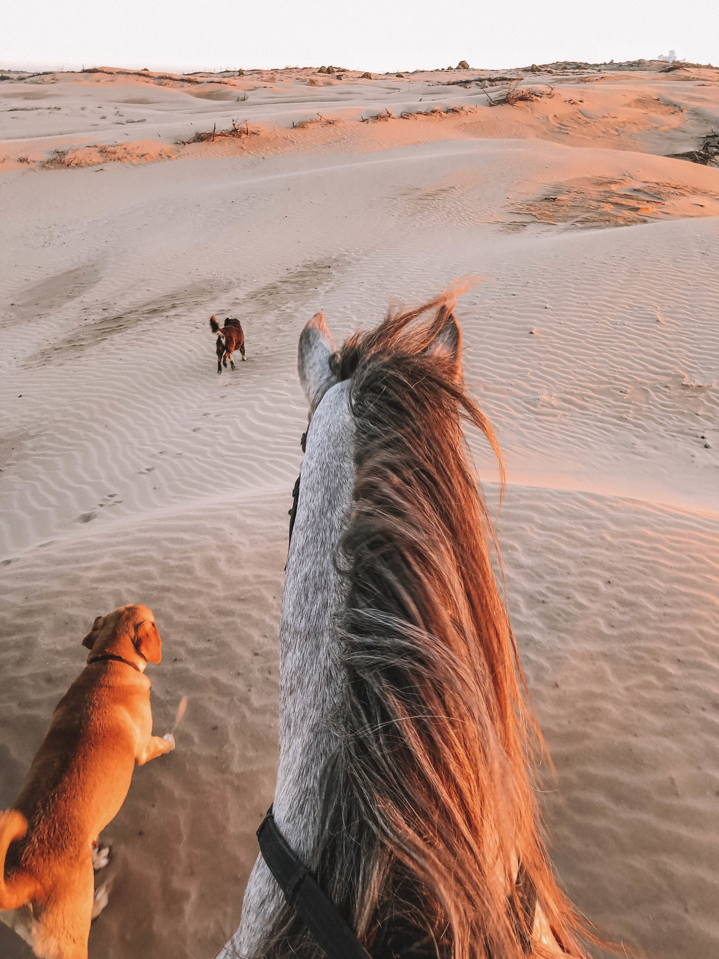 Horseback riding in the sand dunes - Essaouira - Morocco