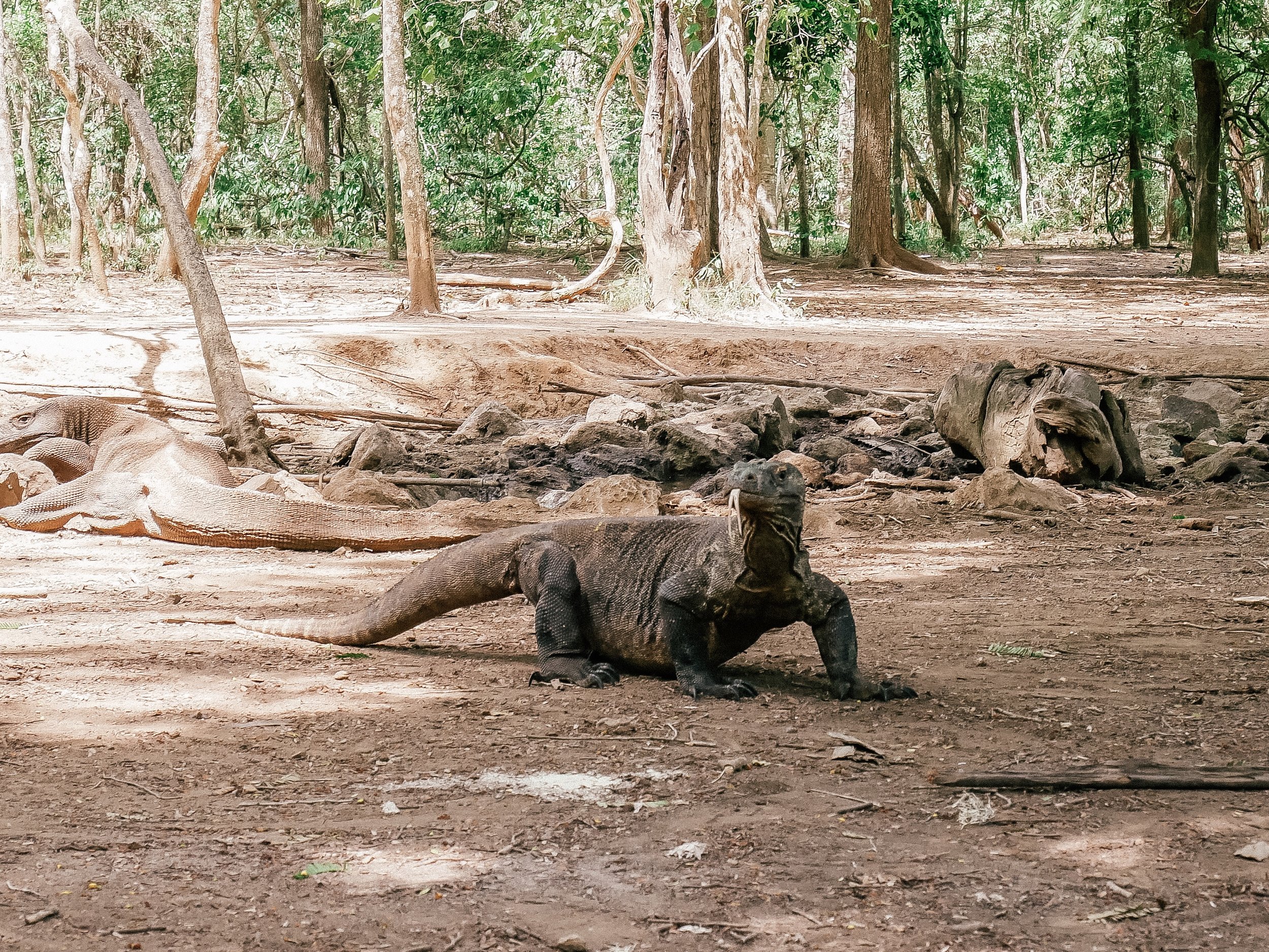 Komodo Dragon - Komodo Island - Flores - Indonesia