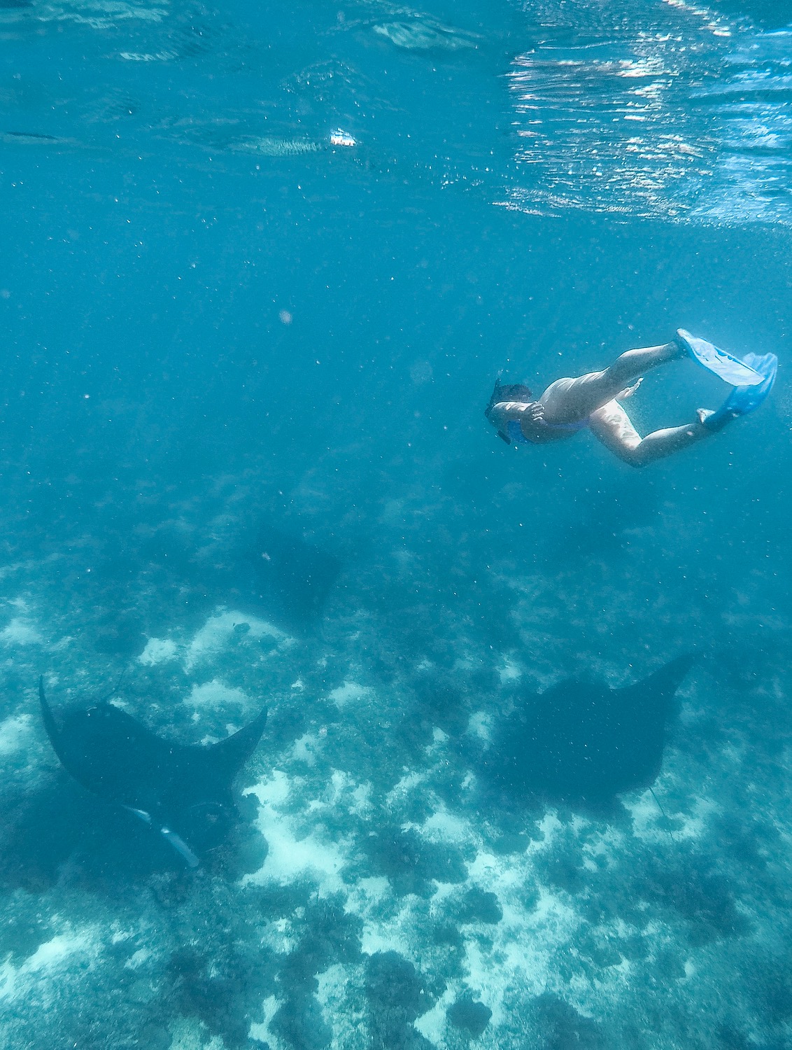 Swimming with Manta Rays @ Manta Point - Komodo Island - Flores - Indonesia