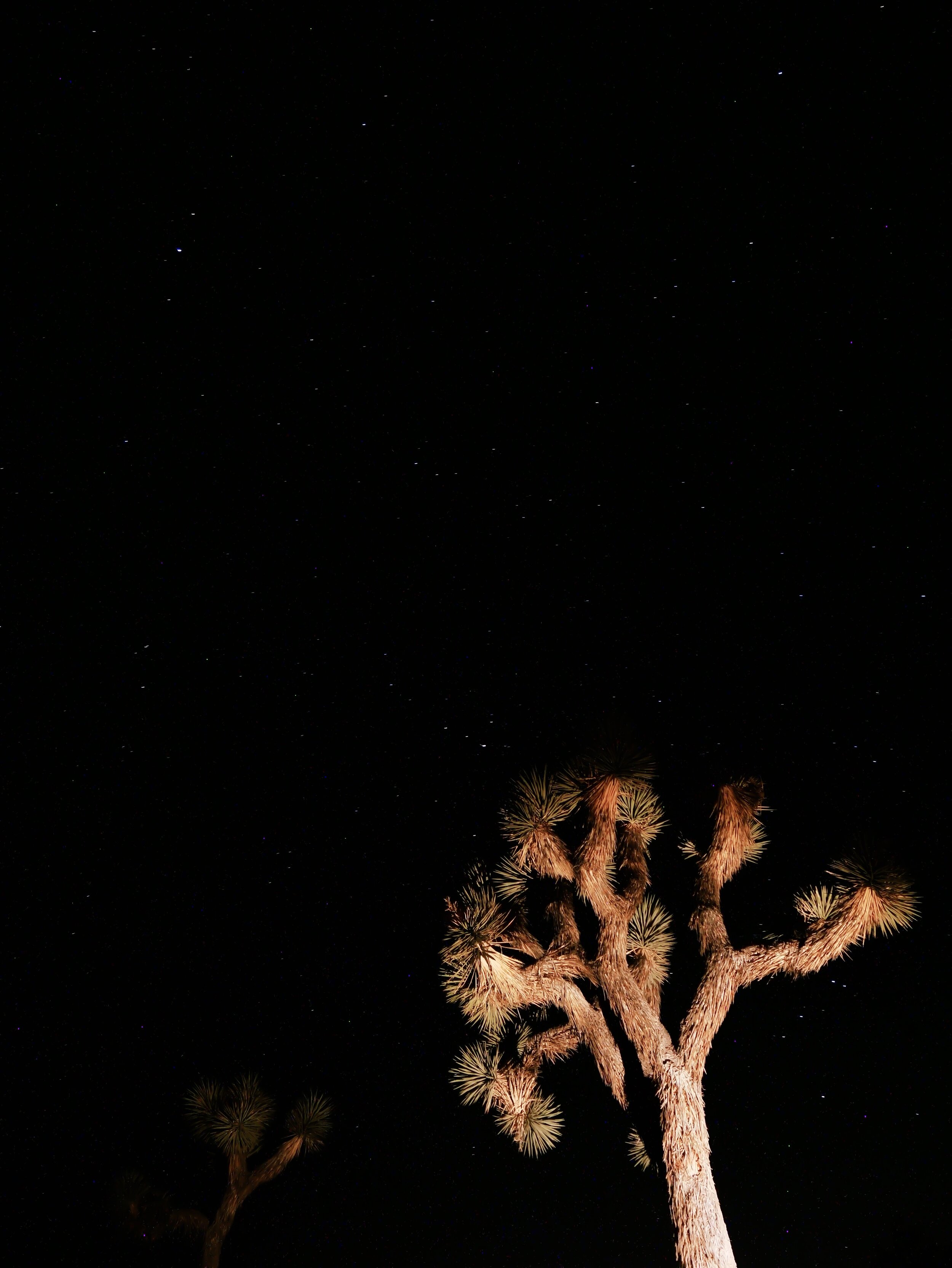 Night in Joshua Tree - California - United States (USA)