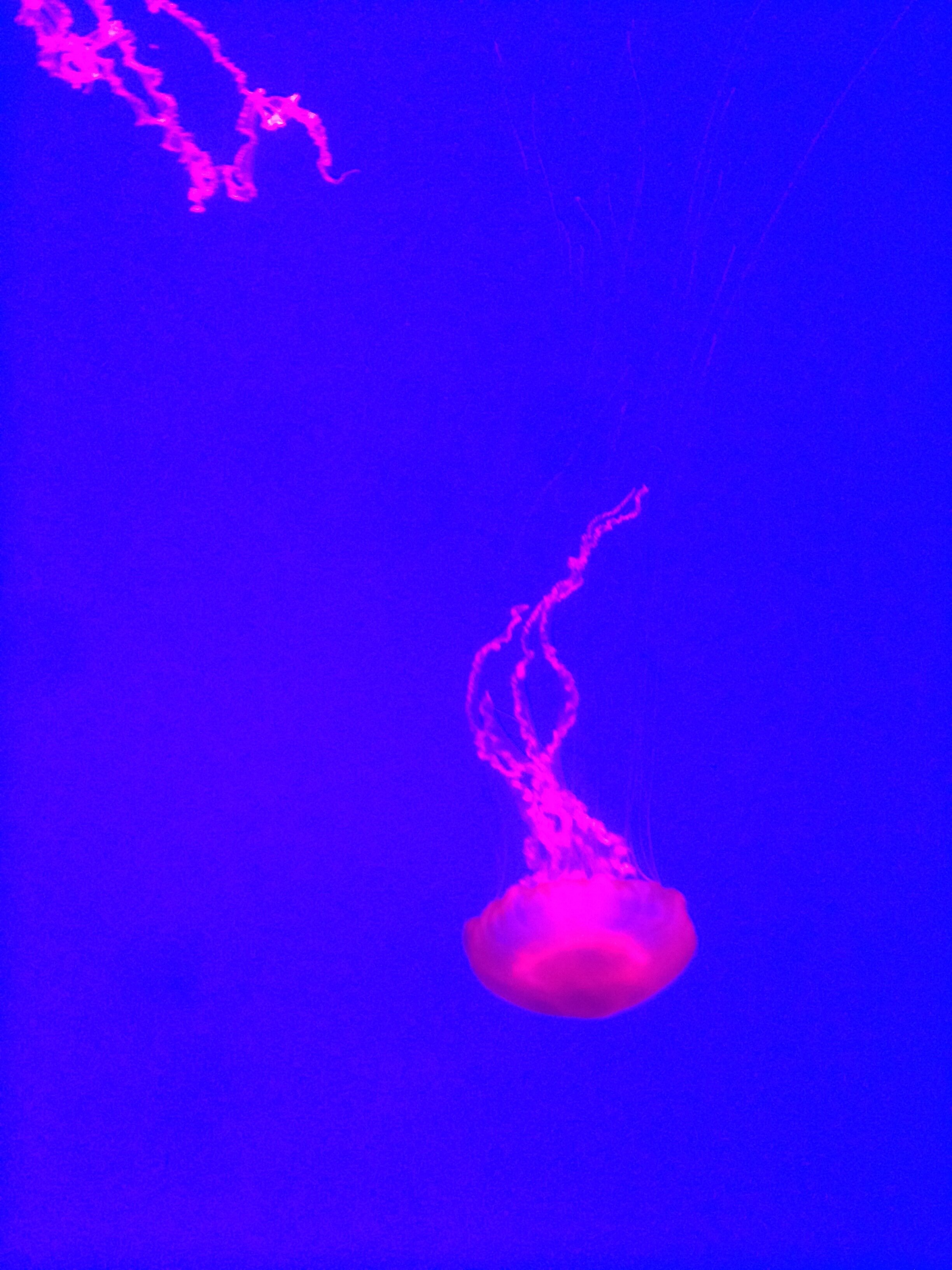Ripley's Aquarium Pink Jellyfish - Toronto, Ontario, Canada