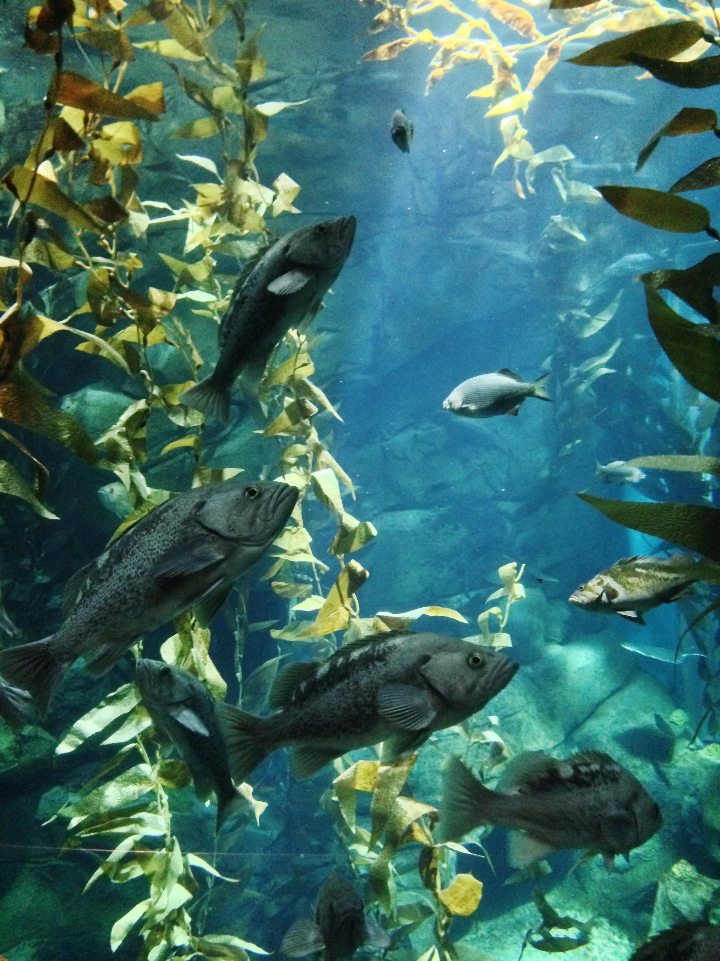 Ripley's Aquarium - Toronto, Ontario, Canada